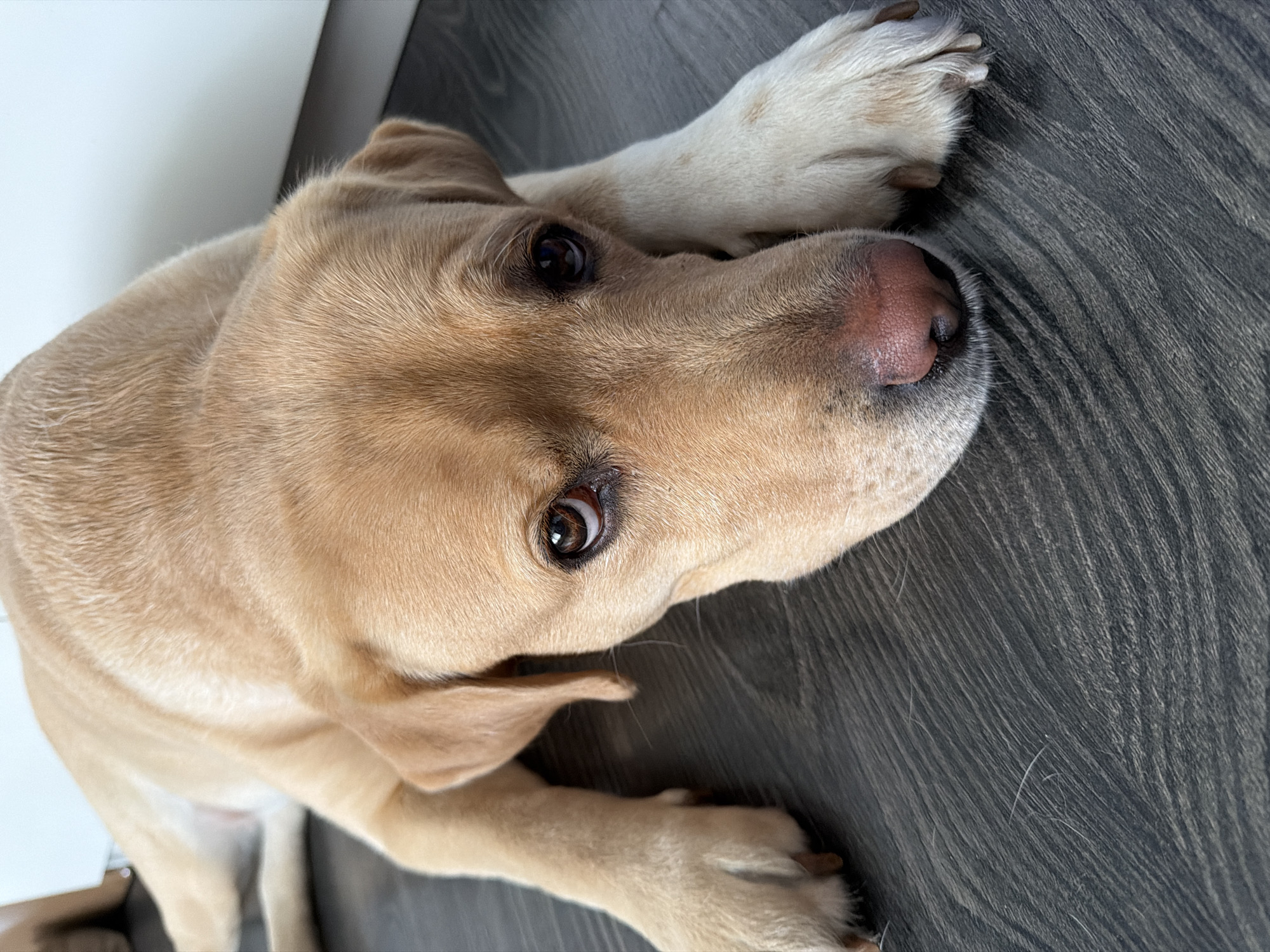 A tan Labrador Retriever dog lies on a dark wood-grain floor, its head resting on its paws. The dog's fur is a light golden color. Its eyes are brown and appear to be looking towards the camera. The dog's nose is a pinkish-brown color. The floorboards are oriented horizontally in the image. In the upper right corner of the image, a white surface, possibly a wall or furniture, is visible. The background is out of focus. The image is cropped to focus on the dog's face and front paws.