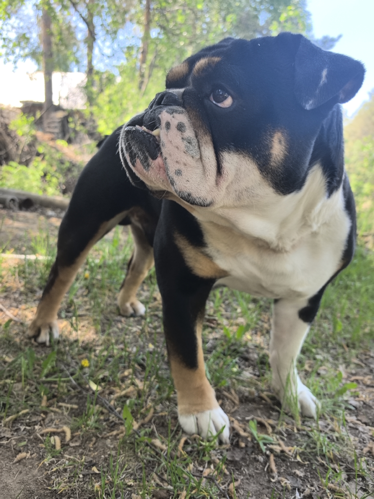 A black, white, and tan English Bulldog stands on a grassy patch of ground. The dog is facing mostly forward but looking to its left. The background is blurred, but trees and some greenery suggest a park or wooded area. A few dandelions are visible in the grass. Noviy, Russia is not discernible in this image.