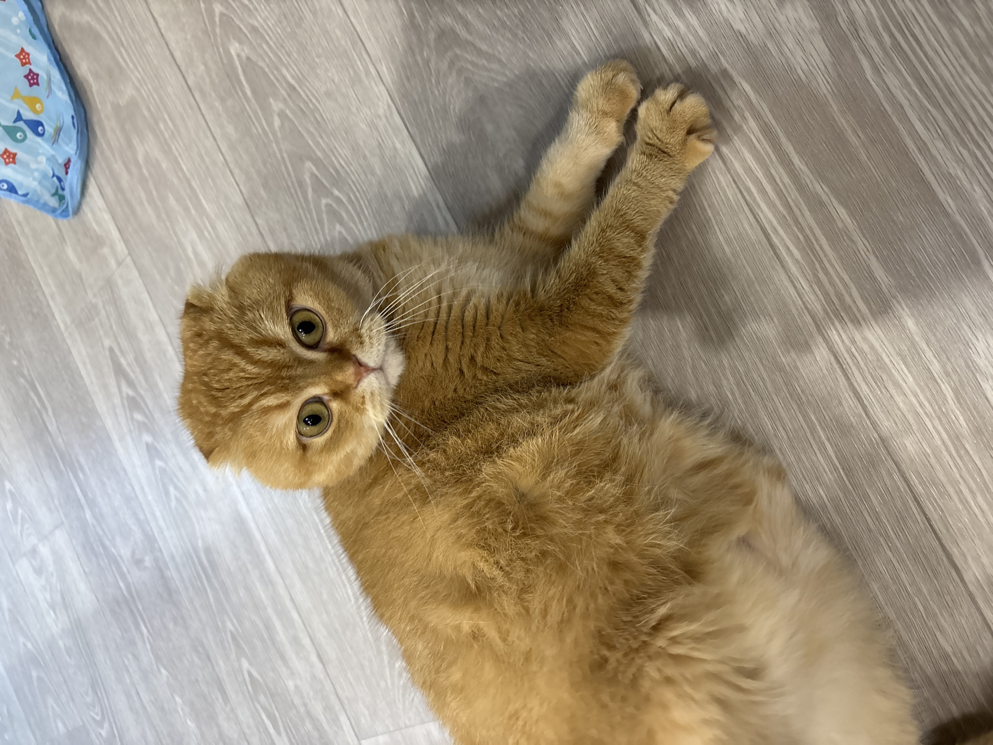 This is a medium-shot, high-angle photograph of an orange Scottish Fold cat lying on a light-colored wooden floor. The cat is on its back, with its front paws extended upwards. Its fur is a fluffy, reddish-orange color, and its eyes are a striking green. The cat's ears are folded forward, a characteristic trait of the Scottish Fold breed. The wooden floor has a subtle wood grain pattern. To the top left of the image, a portion of a blue object with a pattern of fish and stars is visible. The lighting suggests it is daytime, possibly indoors, as there are no strong shadows indicating outdoor sunlight. The cat appears relaxed and content. There is no visible text in the image.