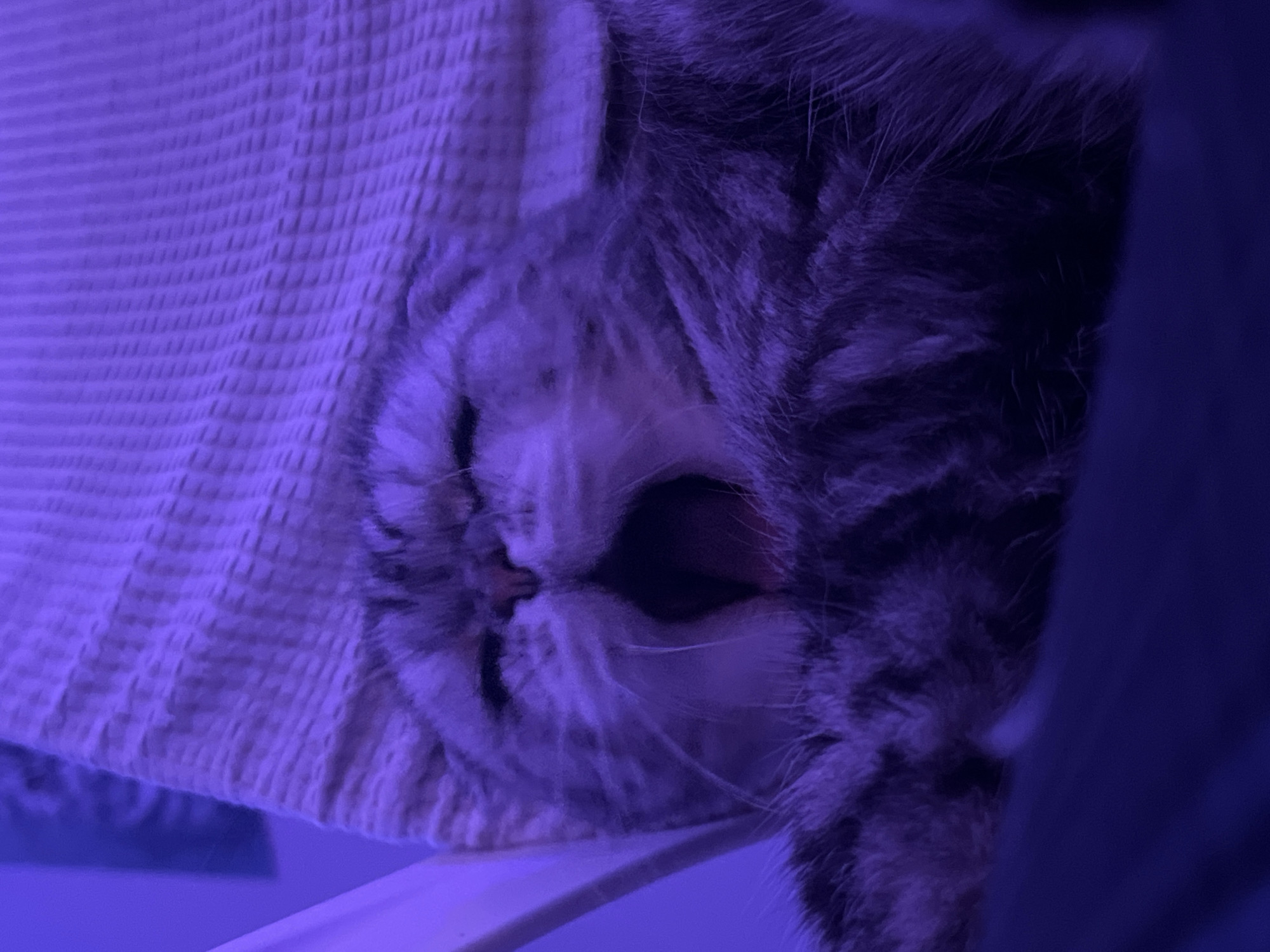 The image depicts a close-up of a tabby cat with its mouth open, possibly yawning, lying on or next to a textured, light-colored blanket or surface. The lighting has a strong blue or purple cast. The cat is mostly gray and white in color with darker stripes. The location in the city of Chaikovsky, Russia is unknown, and cannot be determined from this image.
