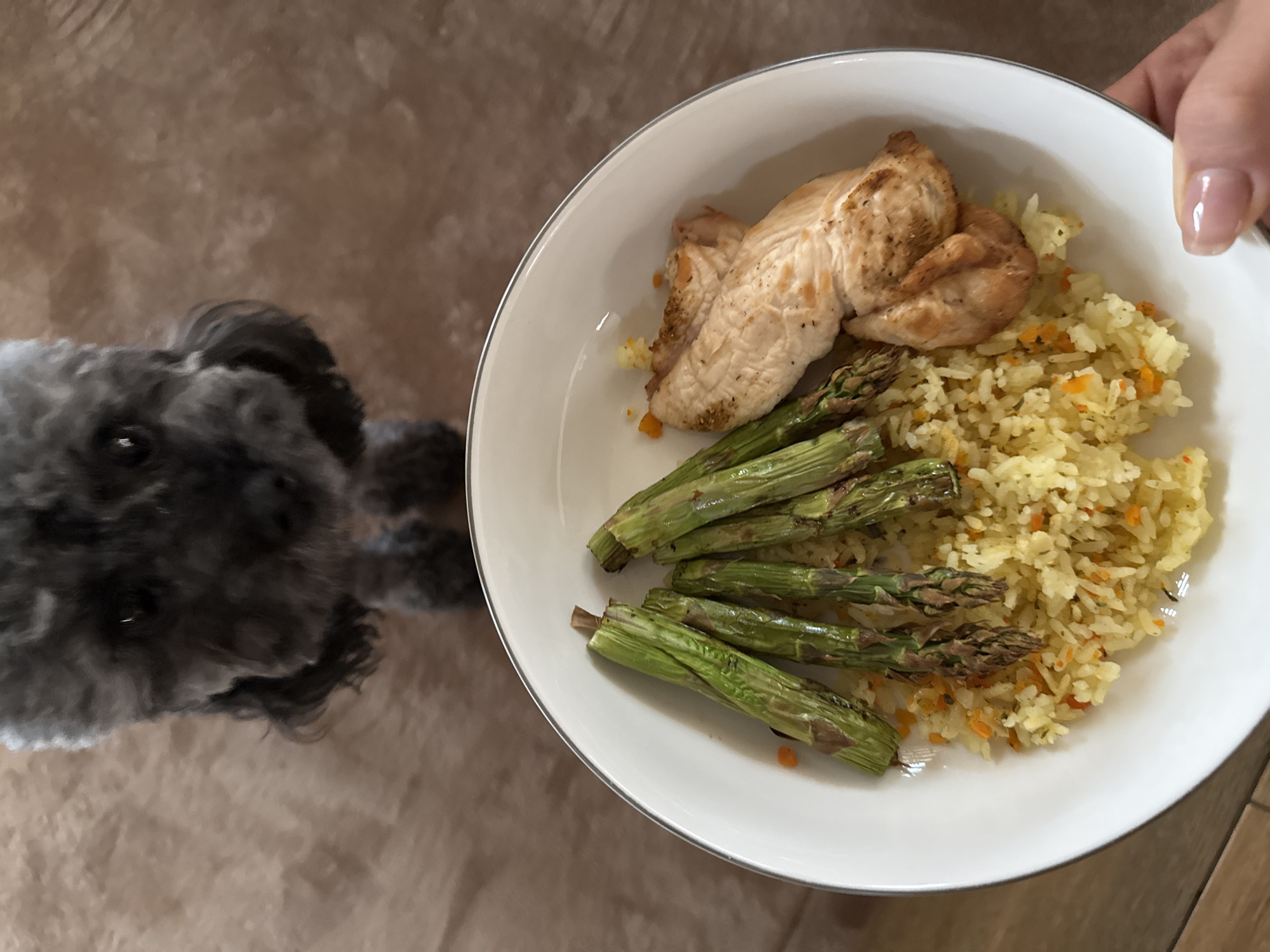 The image shows a plate of food held by a hand with a dog looking up at it. The plate contains cooked chicken, asparagus, and rice with small pieces of carrots. The dog is a small, dark-grey breed, likely a poodle mix, with its head close to the plate. The background is a neutral-colored surface. There is no information in the image to support the identification of Troyan, Bulgaria as the location.