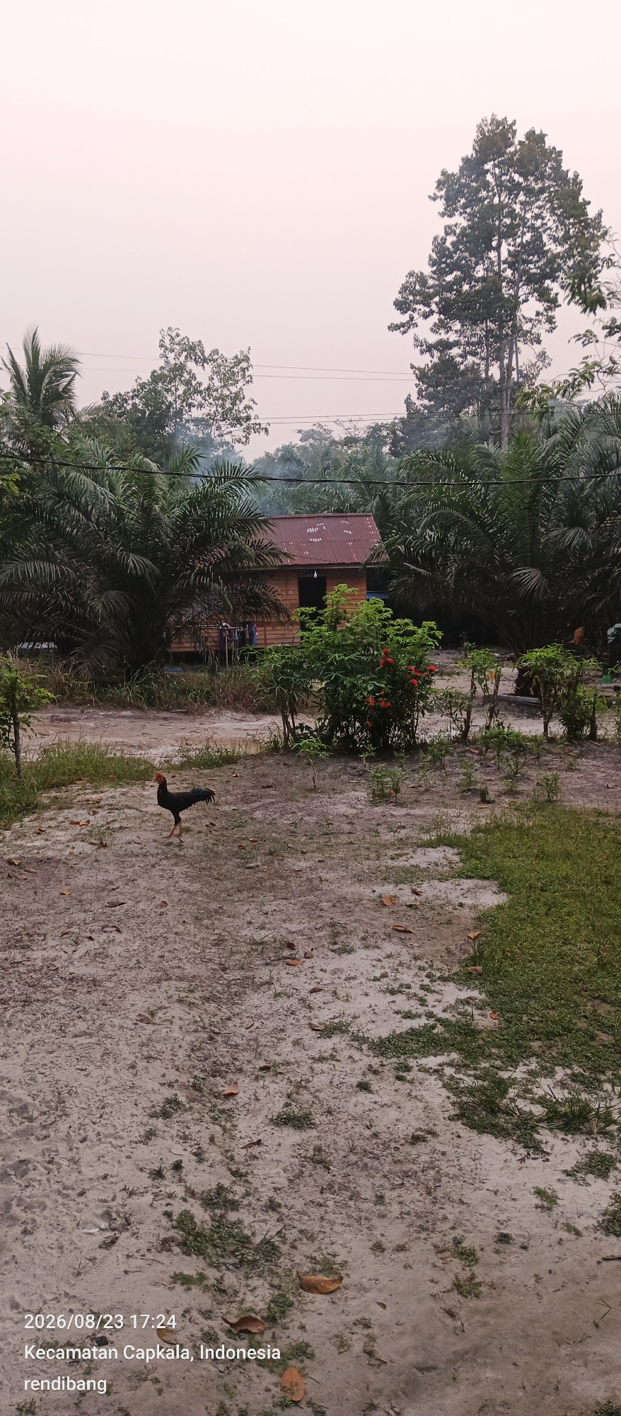 A rooster stands on a sandy, sparsely vegetated ground in front of a wooden house with a corrugated metal roof. The house is surrounded by palm trees and other foliage. In the background, tall trees reach towards a hazy, overcast sky. The scene is captured in an outdoor environment with a date and location stamp indicating "2026/08/23 17:24, Kecamatan Capkala, Indonesia, rendibang."