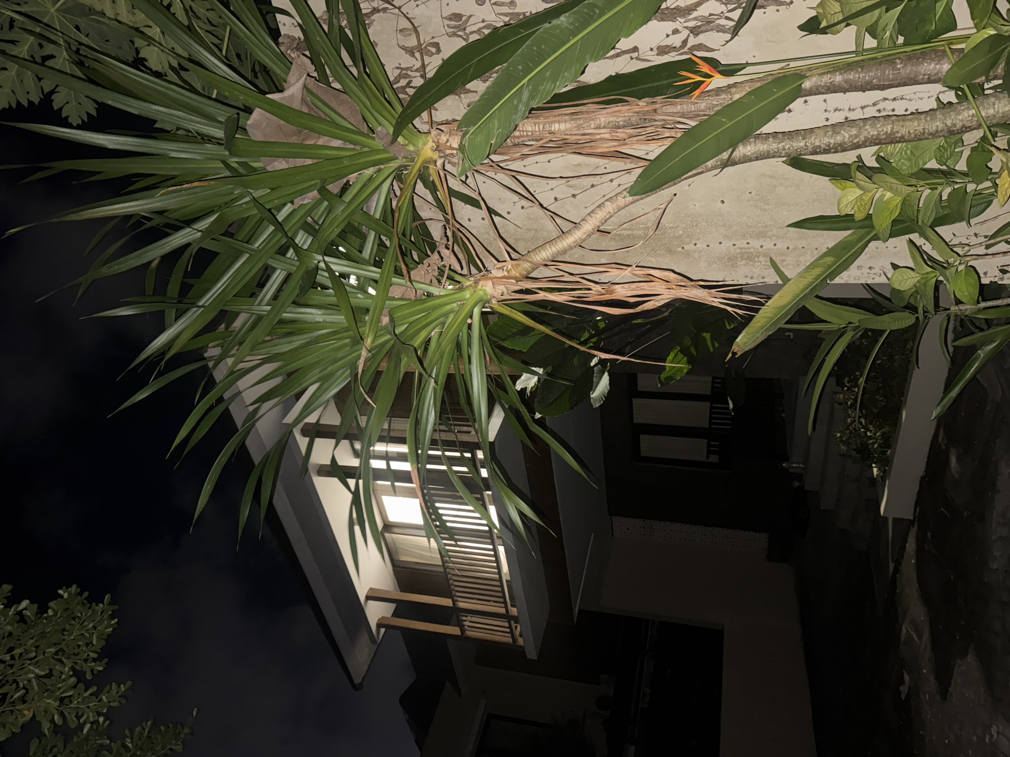 This image captures a nighttime scene of a multi-story building with an illuminated balcony, situated in Kuta Selatan, Indonesia. The building appears to be a residence or a small hotel. Large, leafy plants, including what looks like a pandanus plant and banana leaves, dominate the foreground and partially obscure the structure. One of these plants bears a bright orange heliconia flower. The facade of the building is textured, and a concrete wall is visible to the right, covered with faint markings. The ground in front of the building is dark and appears to be paved, with some shadows cast on it. The sky is dark, indicating nighttime, and a few dark tree branches are visible in the upper left corner. The overall impression is one of a tropical setting at night, with the architecture blending into the lush vegetation.