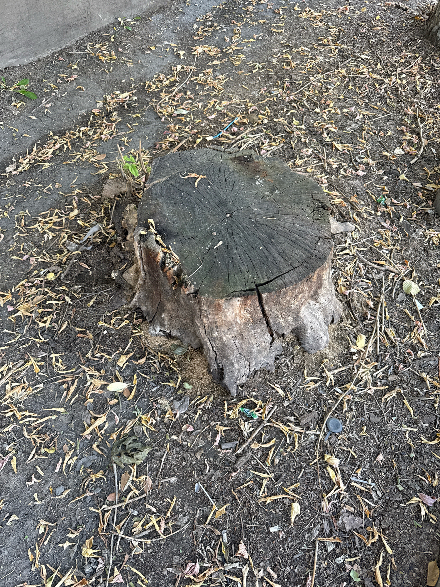 The image shows a tree stump on the ground, surrounded by dry leaves and debris. The stump is weathered and has visible growth rings. The ground appears to be dirt or soil, with some small twigs and other natural materials scattered around. The background shows a concrete structure on the left. The scene appears to be an outdoor environment, possibly a park or a residential area in Ekibastuz, Kazakhstan. There are no people or animals visible in the image.