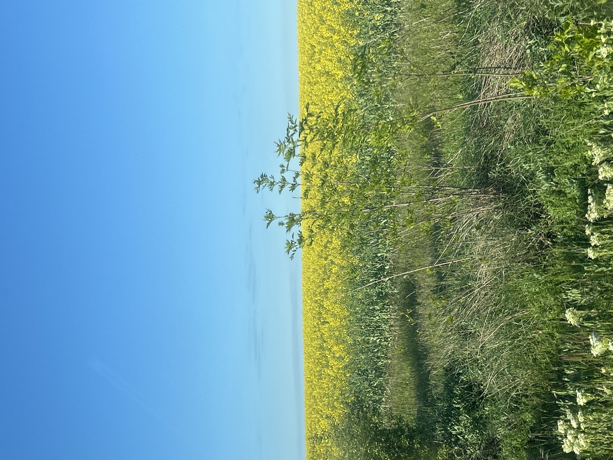The image presents a landscape with a clear blue sky occupying approximately half of the frame. Adjacent to the sky is a field of bright yellow flowers, likely rapeseed or canola, extending into the distance. To the right of the flower field is a strip of dense green vegetation, which appears to be a mix of tall grasses, bushes, and small trees. A few of these plants have clusters of small white flowers. The location is unknown.