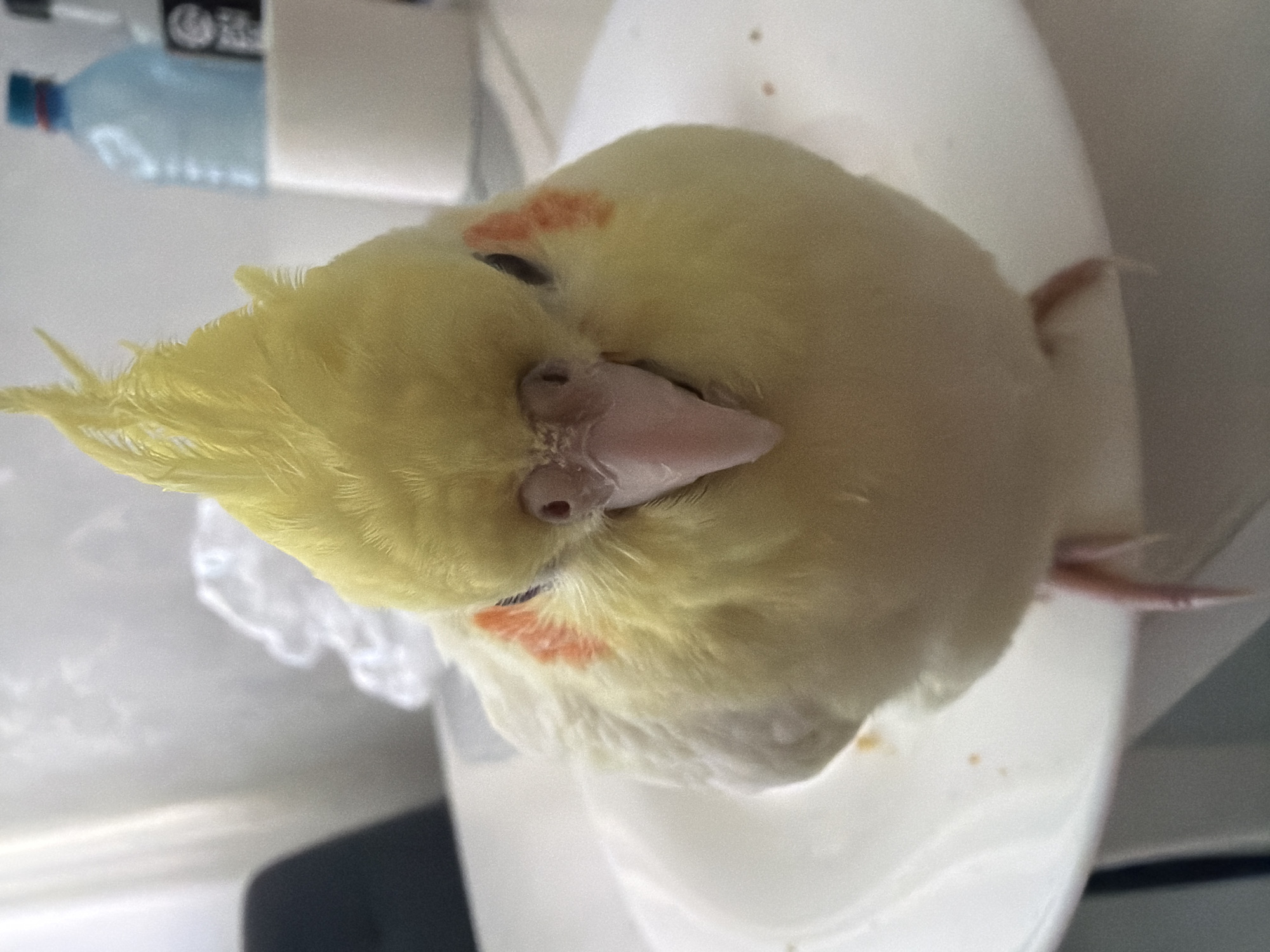 This is a close-up, head-on shot of a yellow cockatiel perched on a white plate. The bird is facing the camera, with its crest raised and its beak slightly open. It has distinct orange cheek patches. The background is blurred, showing a white surface, possibly a table, with a white cloth or tissue, a blue plastic bottle, and a white paper cup. The lighting suggests an indoor environment, likely during the daytime. There are no people or any elements that can be used to identify a specific location in Chaikovsky, Russia, or any other city.