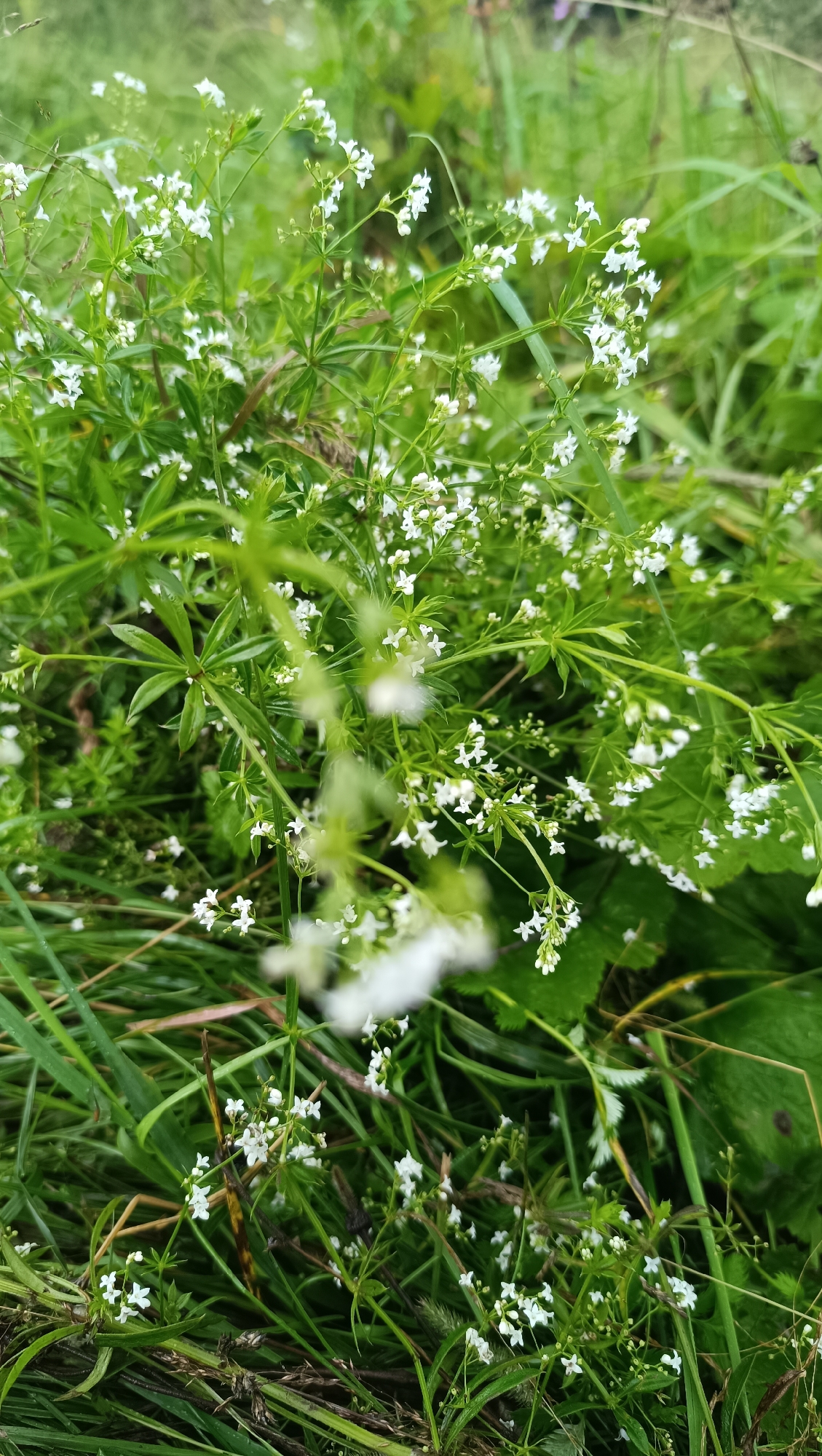 In the city of Karsha, Russia, a close-up, low-angle photograph captures a dense patch of wild flowers and grasses. The dominant subjects are numerous small, white flowers with four petals, clustered on delicate green stems. These flowers are interspersed with vibrant green leaves, some of which are star-shaped. The background consists of out-of-focus green foliage and hints of brown, suggesting a natural, overgrown environment. The lighting appears natural, possibly overcast, as there are no harsh shadows. No people or animals are visible in the frame. The overall impression is one of lush, untamed nature.
