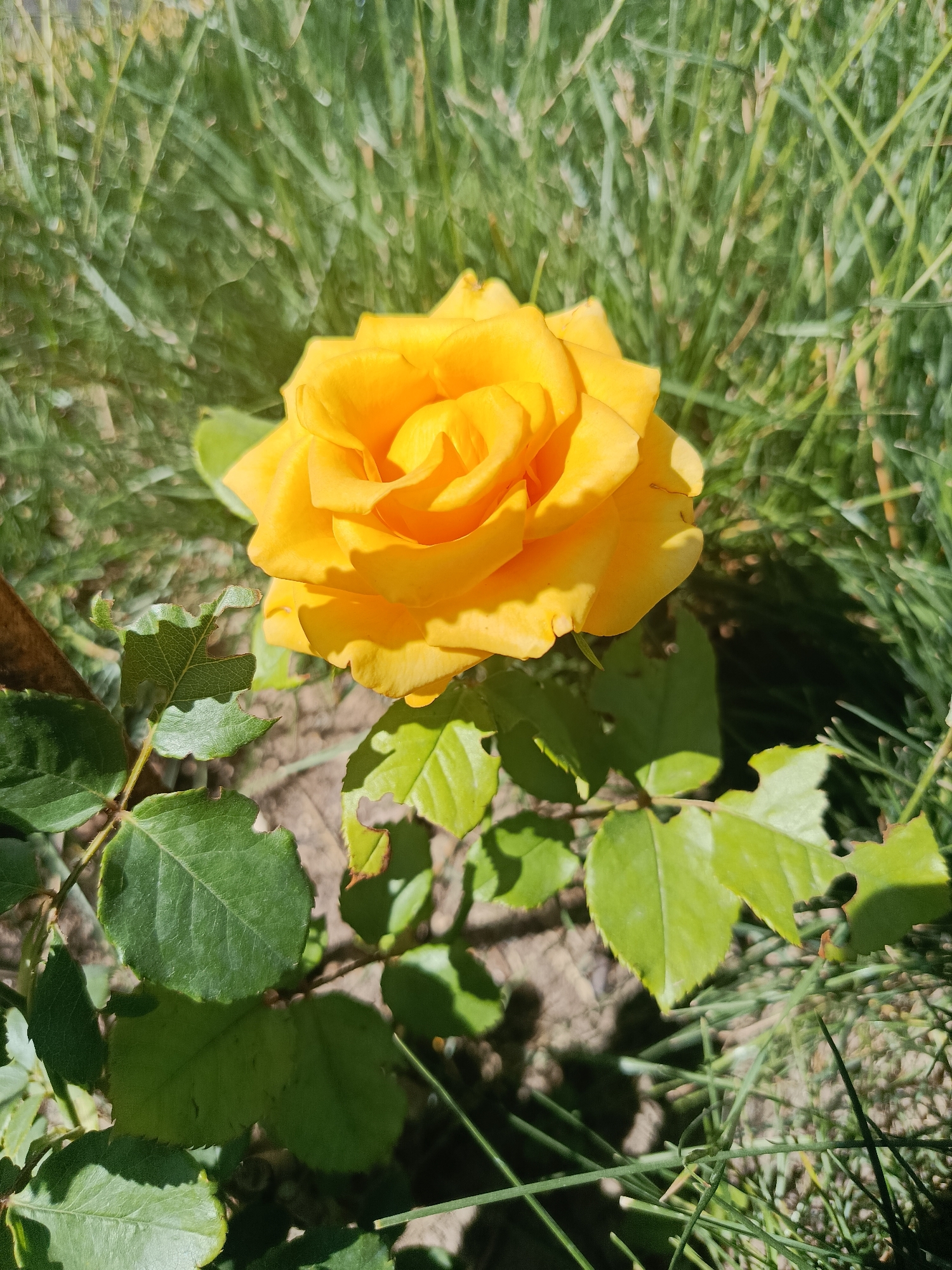 A close-up, eye-level, full-frame photograph shows a single, bright yellow rose in bloom. The rose is positioned slightly to the left of the center of the frame. Its petals are tightly furled towards the center, creating a spiral effect. The rose is surrounded by green foliage, with several leaves visible in the foreground, some of which show signs of minor damage with small holes or ragged edges. The background consists of out-of-focus green grass and possibly some pine needles, with patches of sunlight dappling the scene. The lighting suggests it is a sunny day. The image does not contain any people or explicit indications of location within Terek-Say, Kyrgyzstan.