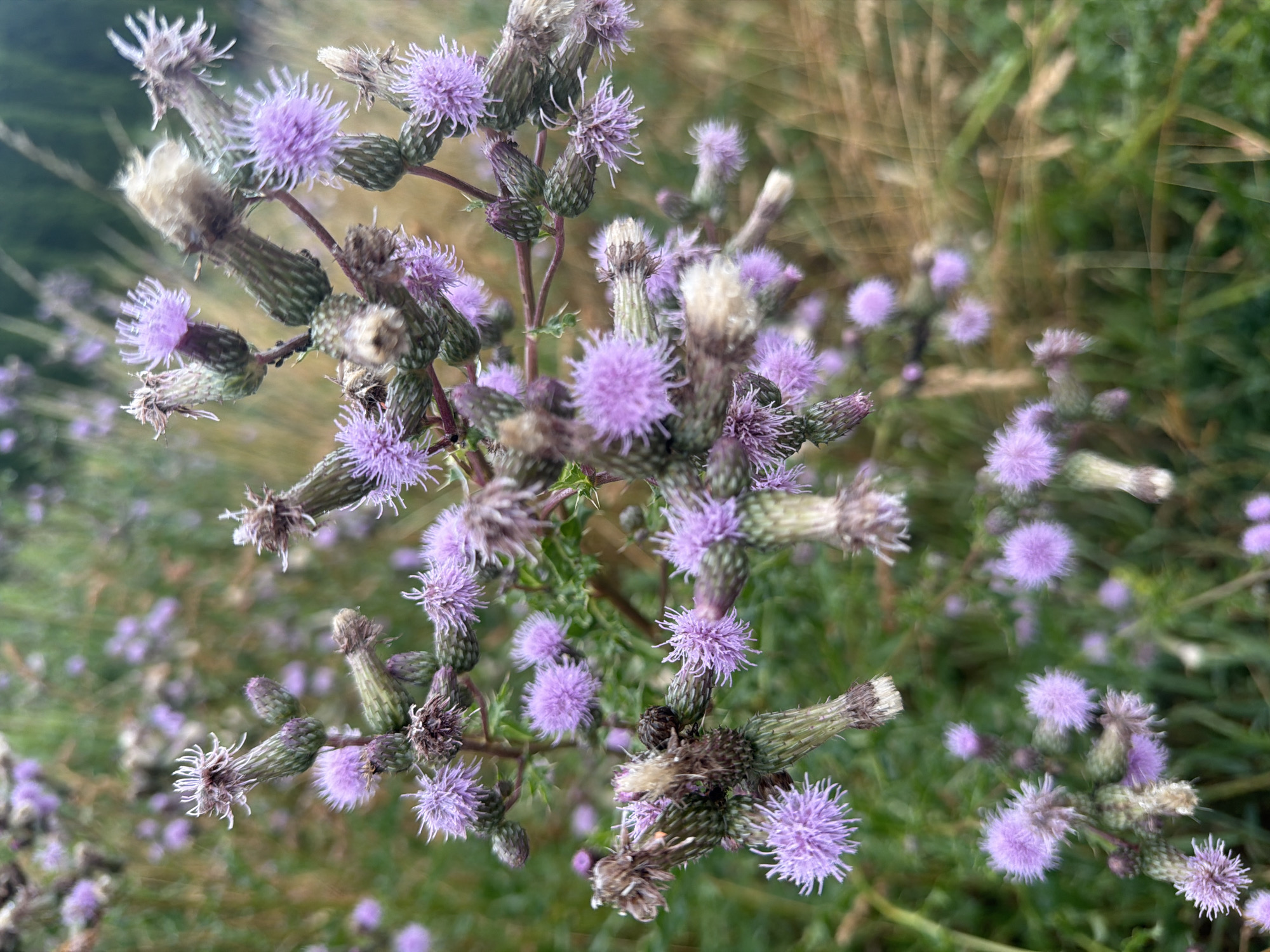 The image is a close-up, slightly blurry shot of purple thistle flowers in a field. The flowers are clustered on thorny stems, with some buds and some fully bloomed blossoms. The background consists of dry grass and green foliage, suggesting an outdoor, natural setting. The lighting appears to be overcast, typical of a cloudy day, and there are no clear indications of the time of day or specific weather conditions beyond the diffused light. The focus is on the textures and delicate details of the flowers, particularly the feathery petals and the spiky sepals of the unopened buds. The scene is devoid of people or any man-made objects, emphasizing the wild, natural beauty of the thistles. The location context provided is Szczecin, Poland, which places the image in a European landscape.