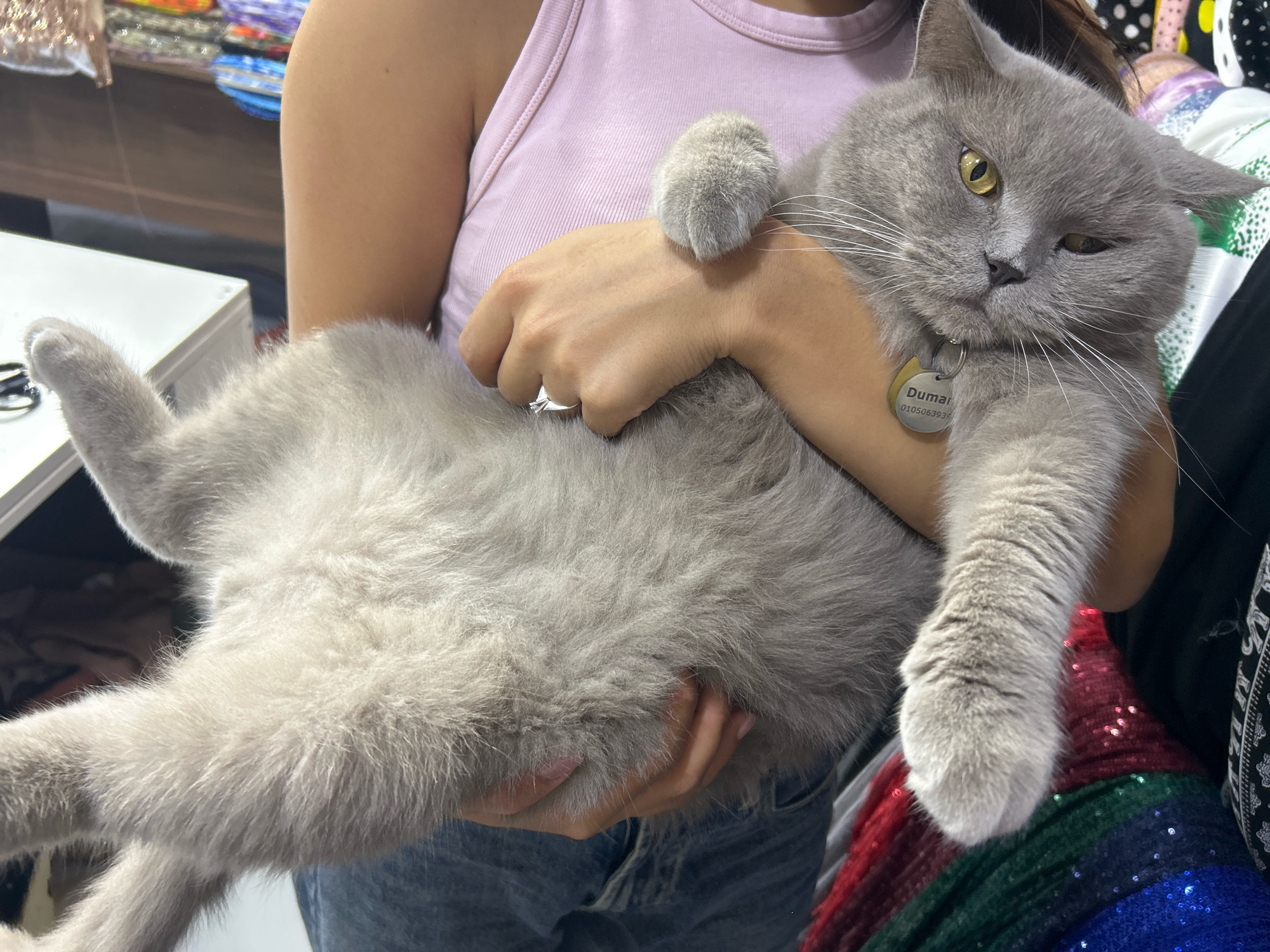 A person wearing a pink tank top and blue jeans holds a grey British Shorthair cat. The cat is being held on its back, with its head resting on the person's shoulder. The cat has yellow eyes and a silver tag on its collar that reads "Dumar 0105063939". The background appears to be a market stall with colorful fabrics and displays. The lighting suggests an indoor setting, possibly a retail environment. No specific location within Sumgayit, Azerbaijan can be determined from the visual information provided.
