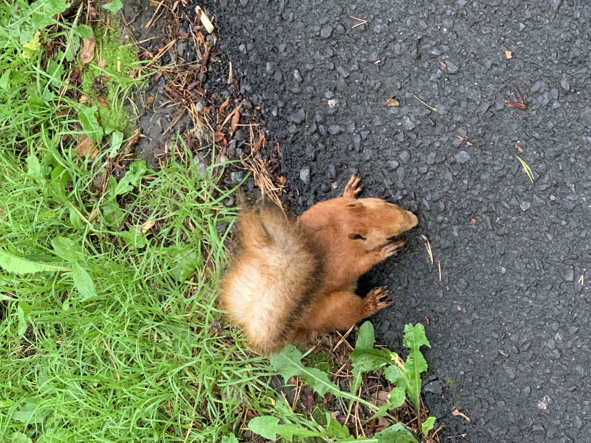 The image shows a deceased red squirrel lying on a paved surface next to a grassy area. The squirrel is reddish-brown with a bushy tail and appears to be lying on its side, with its head lowered. The paved surface is dark gray and rough, possibly asphalt. The grassy area is green and lush, with some fallen leaves and debris mixed in. There are no people or other animals visible in the image. The overall scene suggests a natural environment within a city, possibly a park or roadside. The image does not contain any specific features that would allow for its location to be identified as Prokopyevsk, Russia.