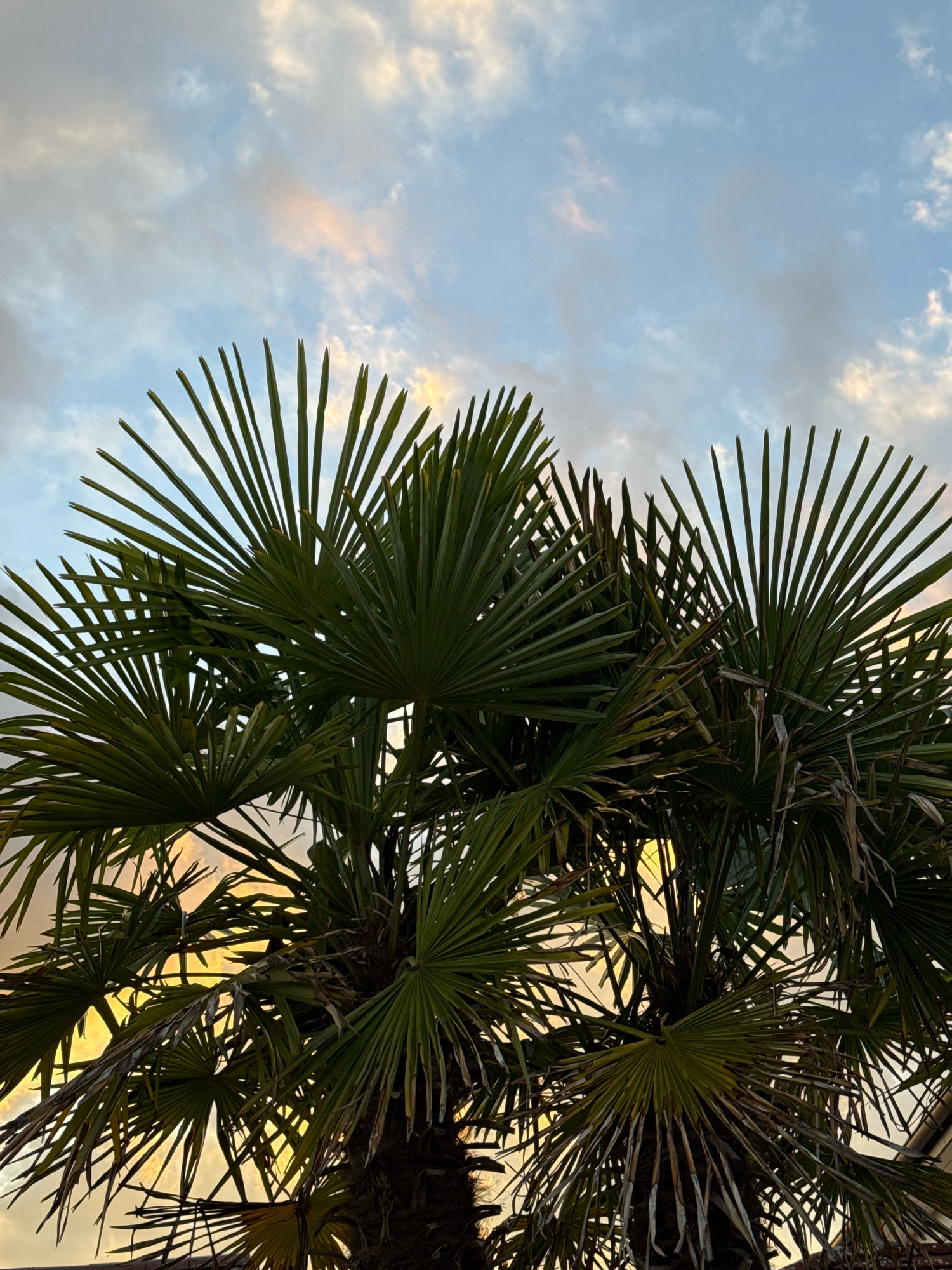 The image captures a close-up view of a palm tree's fronds against a backdrop of a cloudy sky at dusk. The fronds are a vibrant green, fanning out and overlapping, with some older, dried fronds visible lower down. The sky displays a mix of pale blues and soft oranges and yellows, suggesting the sun is near the horizon. No people or specific landmarks of Wettstetten, Germany, are visible, making it a general nature scene. The lighting is soft and diffused, characteristic of twilight.