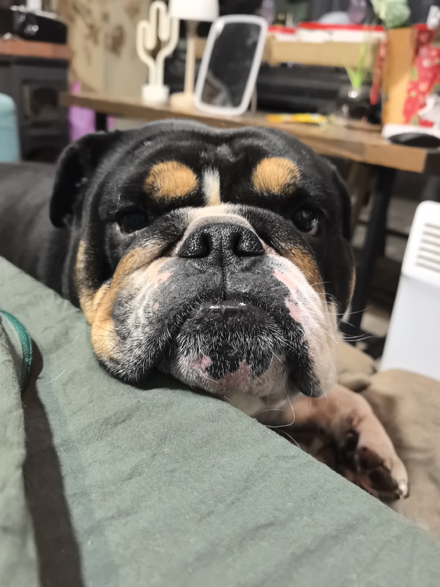A close-up shot captures a black, tan, and white bulldog resting indoors. The dog's head fills a significant portion of the frame, with its dark eyes looking directly forward. It has distinctive tan markings above its eyes and on its cheeks, a black nose, and white fur around its muzzle and chin. The dog's jowls are visible, and its fur shows some white stubble around the mouth area.
The bulldog is lying down, with its head resting on a soft, olive-green fabric in the foreground, possibly a blanket, couch, or lap. Its front paw is partially visible on the right side, blending with a light brown fabric.
In the blurred background, a domestic setting is discernible. A wooden table holds various items, including a white, sculptural object resembling a cactus, a small mirror, and other household objects that are out of focus. A dark object, possibly a fireplace or stove, is visible on the left side of the background. On the far right, a white heater or ventilation unit stands upright. The overall atmosphere appears calm and cozy. There is no visible text in the image.