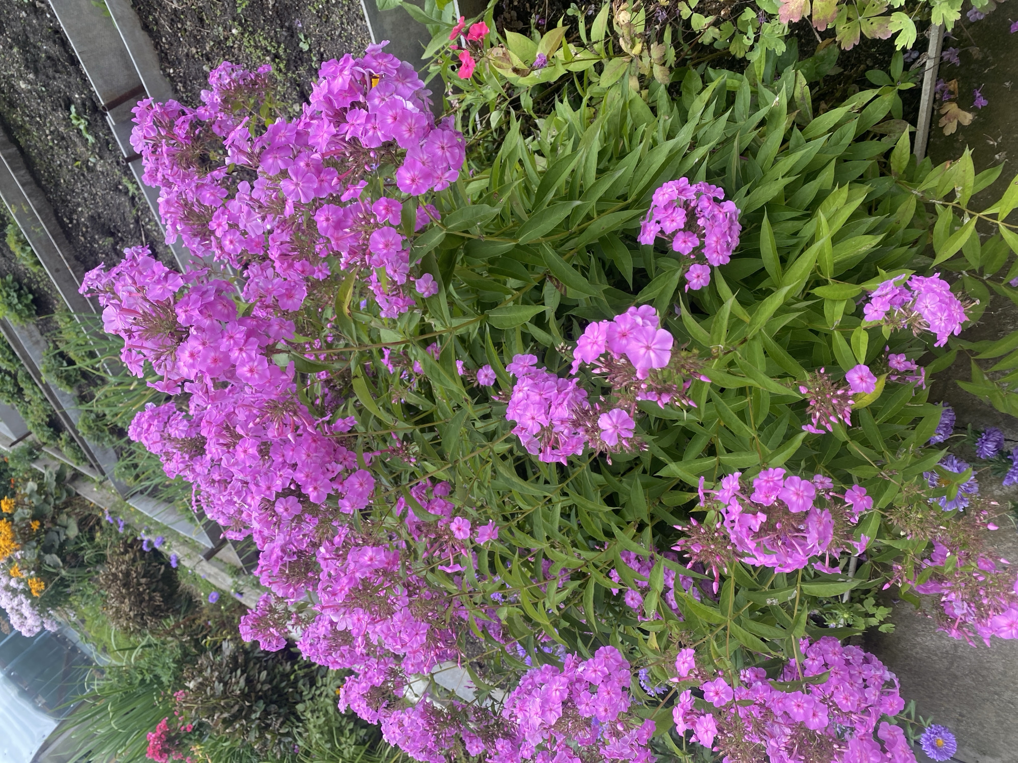 The image shows a close-up of a dense cluster of blooming pink phlox flowers in a garden setting. The flowers are a vibrant shade of pink, with many small, star-shaped petals. They are arranged in large, cone-shaped clusters atop tall, green stems and surrounded by lush green leaves. In the background, there are hints of other plants and garden elements, including some purple asters at the bottom left, a glimpse of what appears to be a greenhouse structure at the top left, and tiered garden beds with dark soil in the middle right. The lighting suggests it is daytime, likely overcast or in shade, as there are no strong shadows. The focus is primarily on the phlox flowers, highlighting their texture and color. The scene is consistent with a garden in Verkhnyaya Pyshma, Russia, featuring common ornamental plants. There are no people or animals visible in the image.