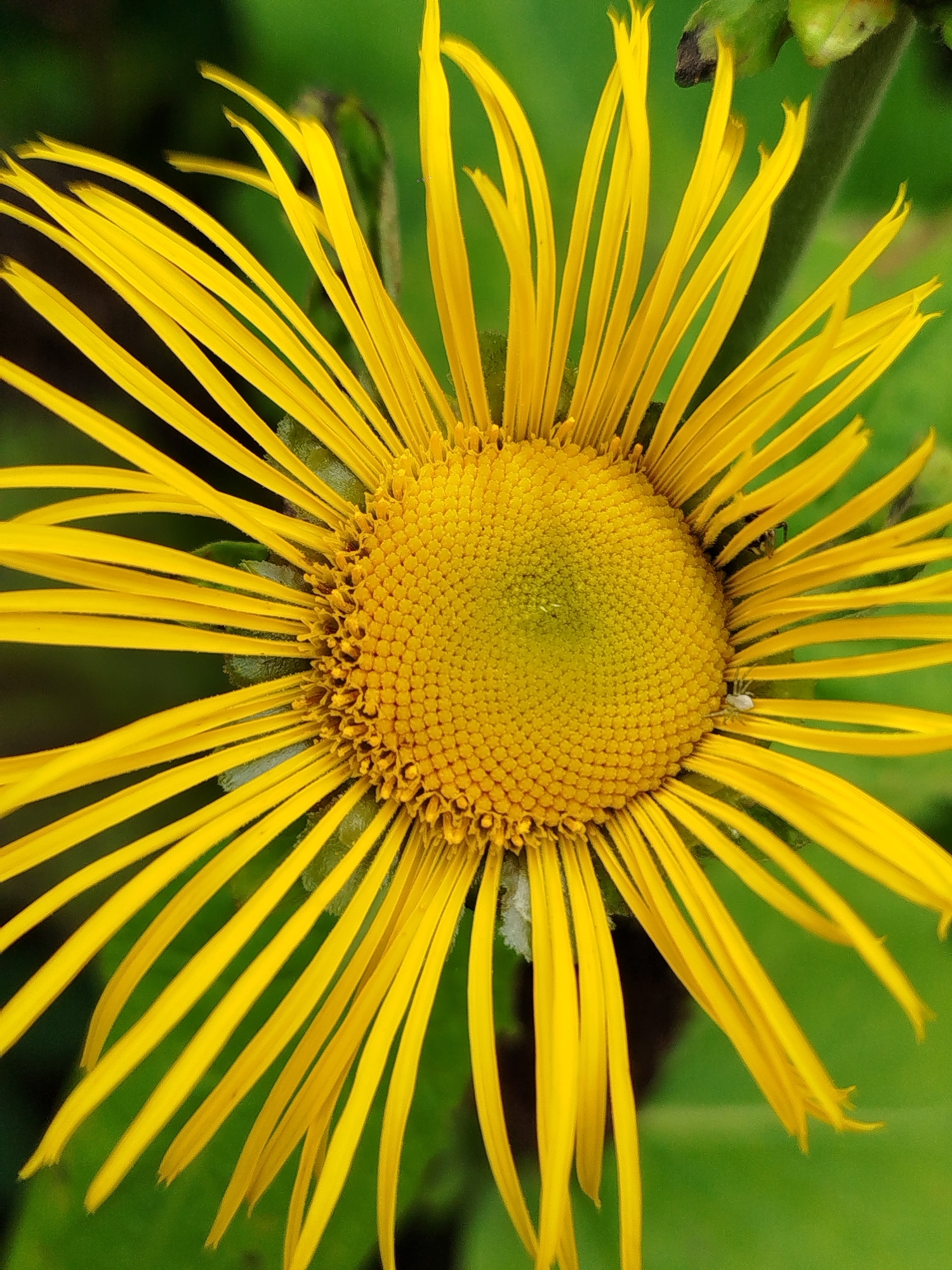 A close-up, vertical shot focuses on the bright yellow petals and the center of a daisy-like flower. The petals are thin and spiky, radiating outwards from a textured, circular center composed of many small, yellow florets. Two small, pale spiders are visible on the flower's petals. The background is a soft, out-of-focus green, suggesting foliage. The image was taken in the city of Chkalovskoye SNT, Russia.