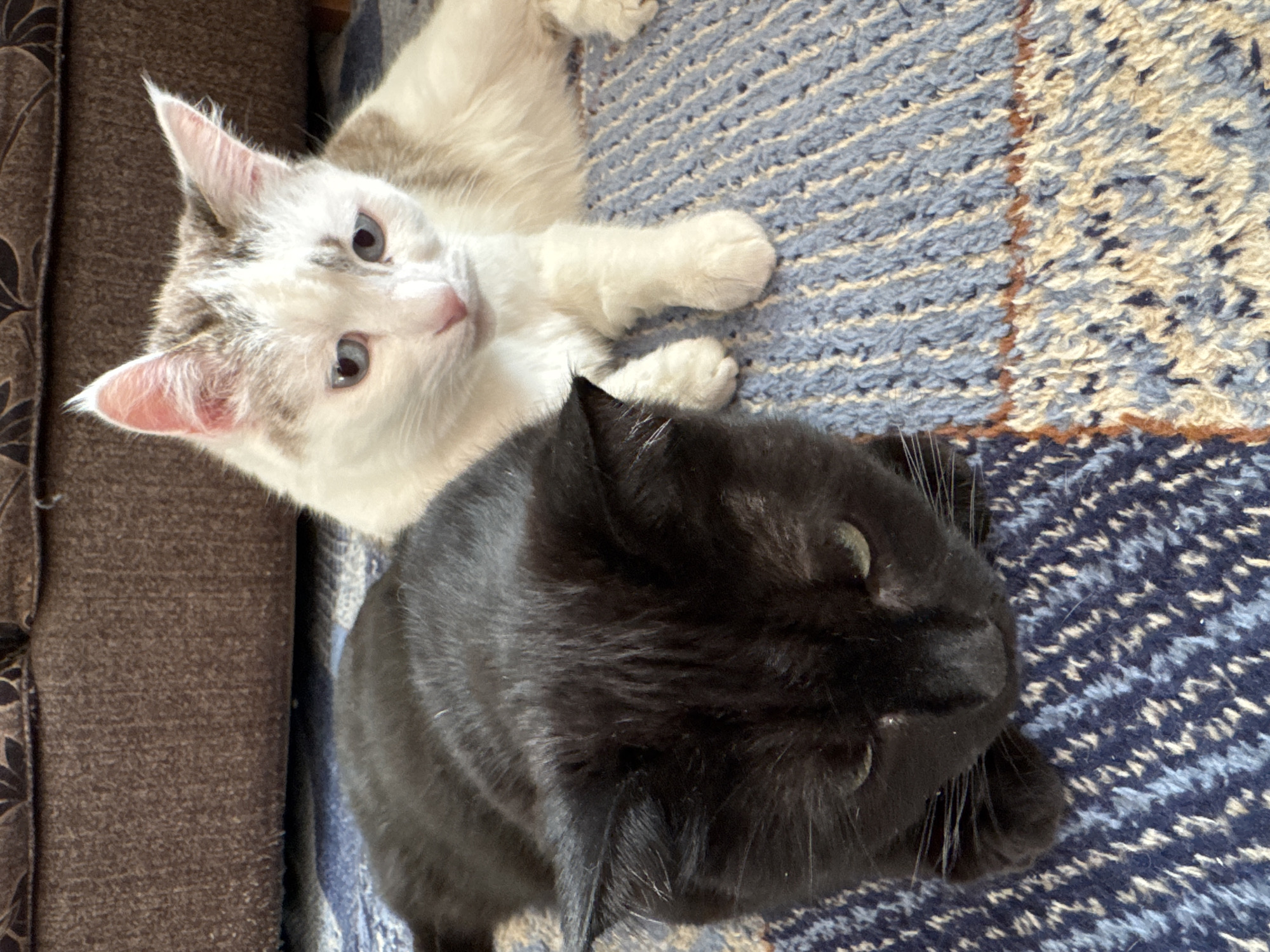 Two cats are lying on a blue and white patterned rug, in front of a brown sofa. The cat on the left is black and facing downwards. The cat on the right is white with grey markings and is facing the left, looking slightly down. The scene is indoors.