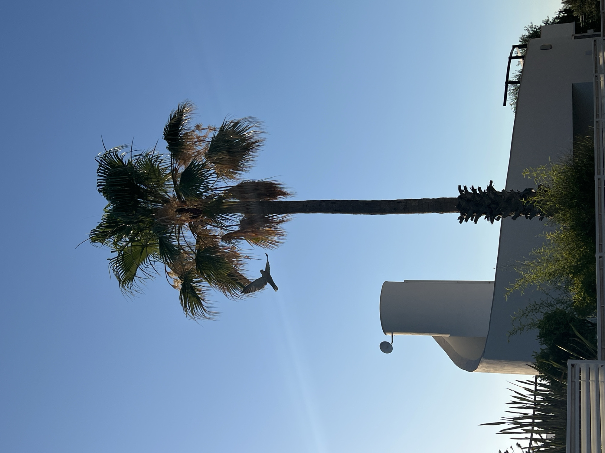 The image captures a clear blue sky with a single palm tree dominating the center. To the left of the palm tree, a white, modern building with a unique spiral design is visible. A bird is in mid-flight to the left of the palm tree. The foreground shows greenery and a white fence. The overall scene suggests a warm, sunny day in an urban or suburban environment, likely in Bagheria, Italy, given the architectural style and vegetation.