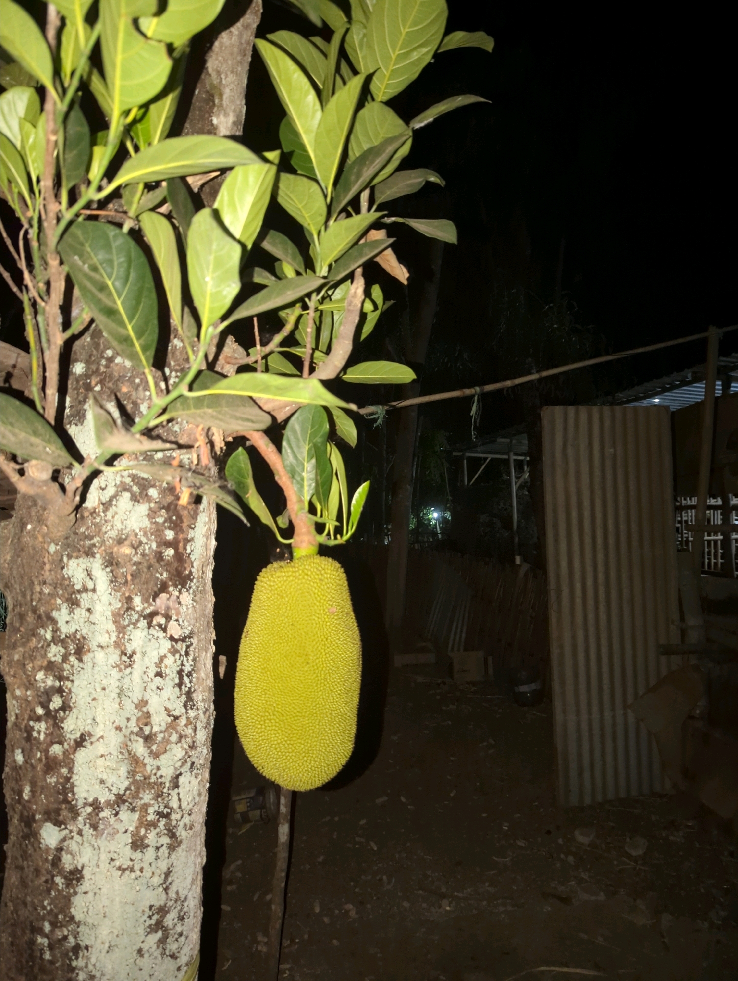 A ripe jackfruit hangs from a tree at night in Senggrong, Indonesia. The jackfruit is large, green, and spiky, and it is the primary subject of the image. The tree trunk is rough and textured, with patches of moss or lichen. Lush green leaves surround the jackfruit and branches. In the background, a corrugated metal structure is visible, along with other indistinct objects and foliage. The scene is lit by artificial light, casting shadows and creating a dim atmosphere. The ground appears to be dirt or gravel, with some scattered debris. There are no people visible in the image.