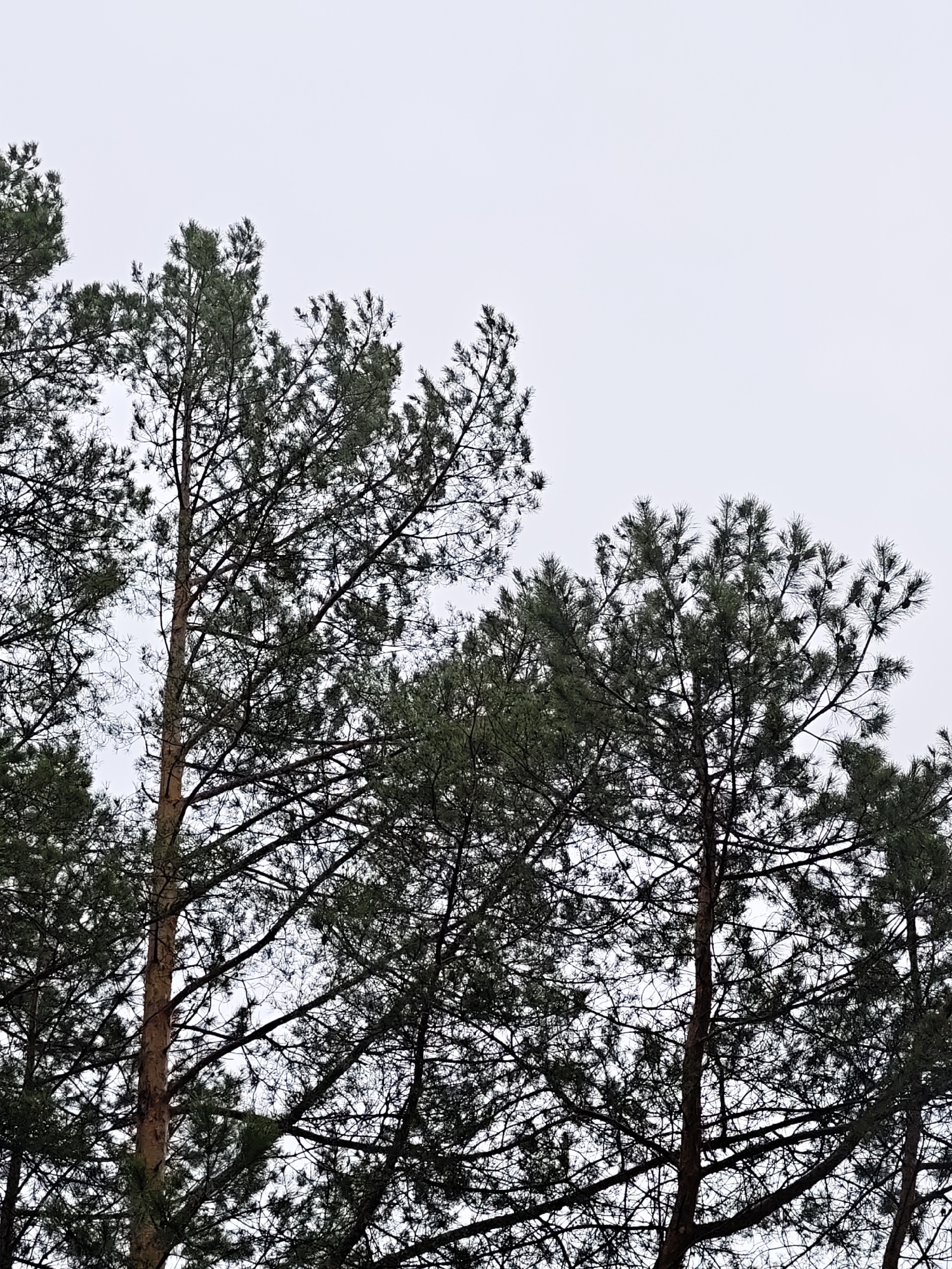 The image depicts a view of the tops of several pine trees against a gray, overcast sky. The trees appear to be located in a natural setting, possibly a park or forest, though the image lacks context to definitively determine the precise location within the city of Chaikovsky, Russia. The trees are bare-branched except for the upper portions where the needles are concentrated. There are no people visible in the image. The focus is on the natural elements and the somber atmospheric conditions.