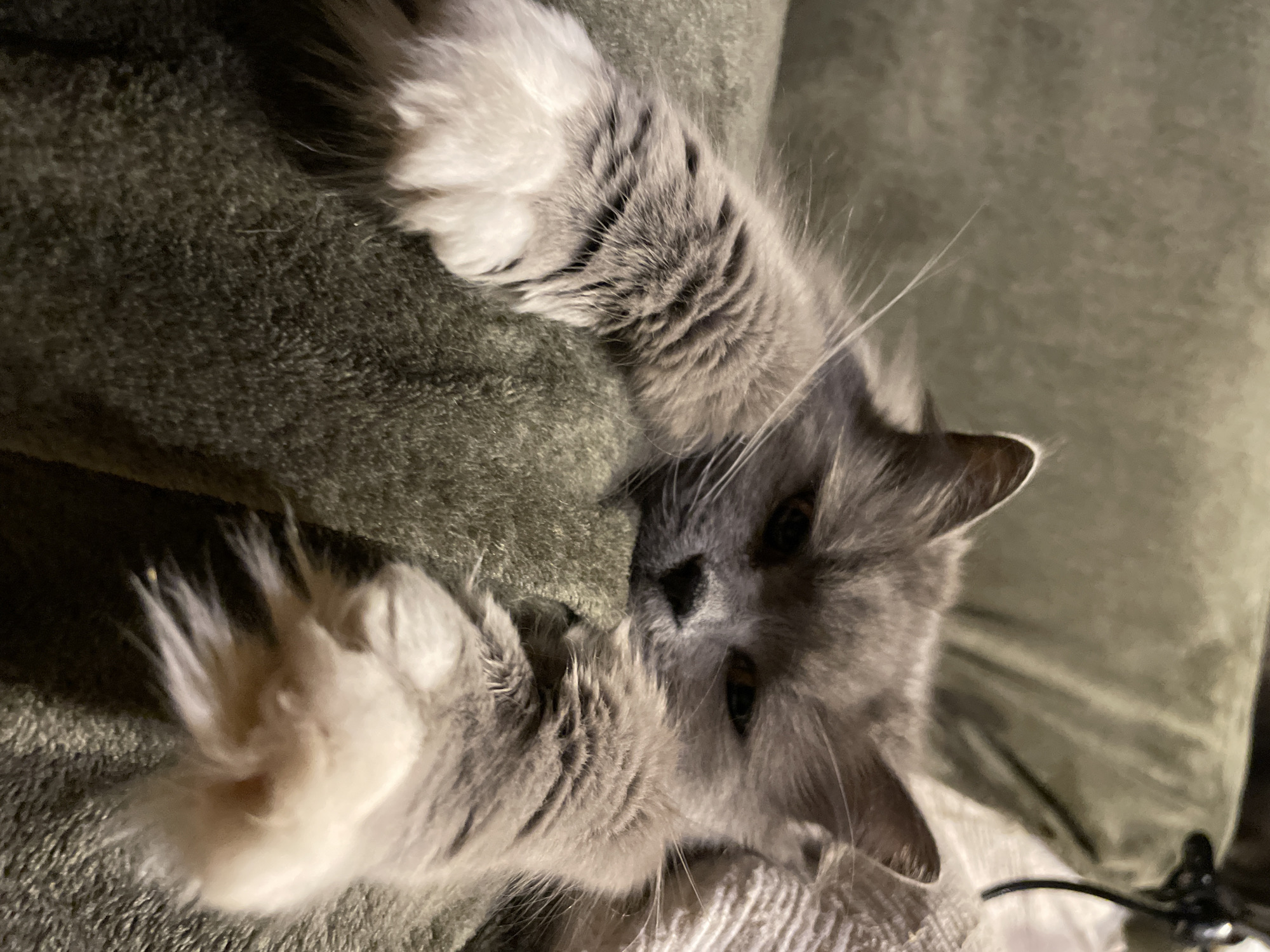 A fluffy, gray cat is lying on a textured, olive-green surface. The cat's paws are prominently displayed, with white fur at the ends. The cat's head is tilted toward the viewer, with its eyes open and focused. A white, textured material is visible near the bottom of the frame. The image is relatively dark, suggesting low lighting conditions. The scene appears to be indoors. There is no indication that the image was taken in Timokhovo, Russia.