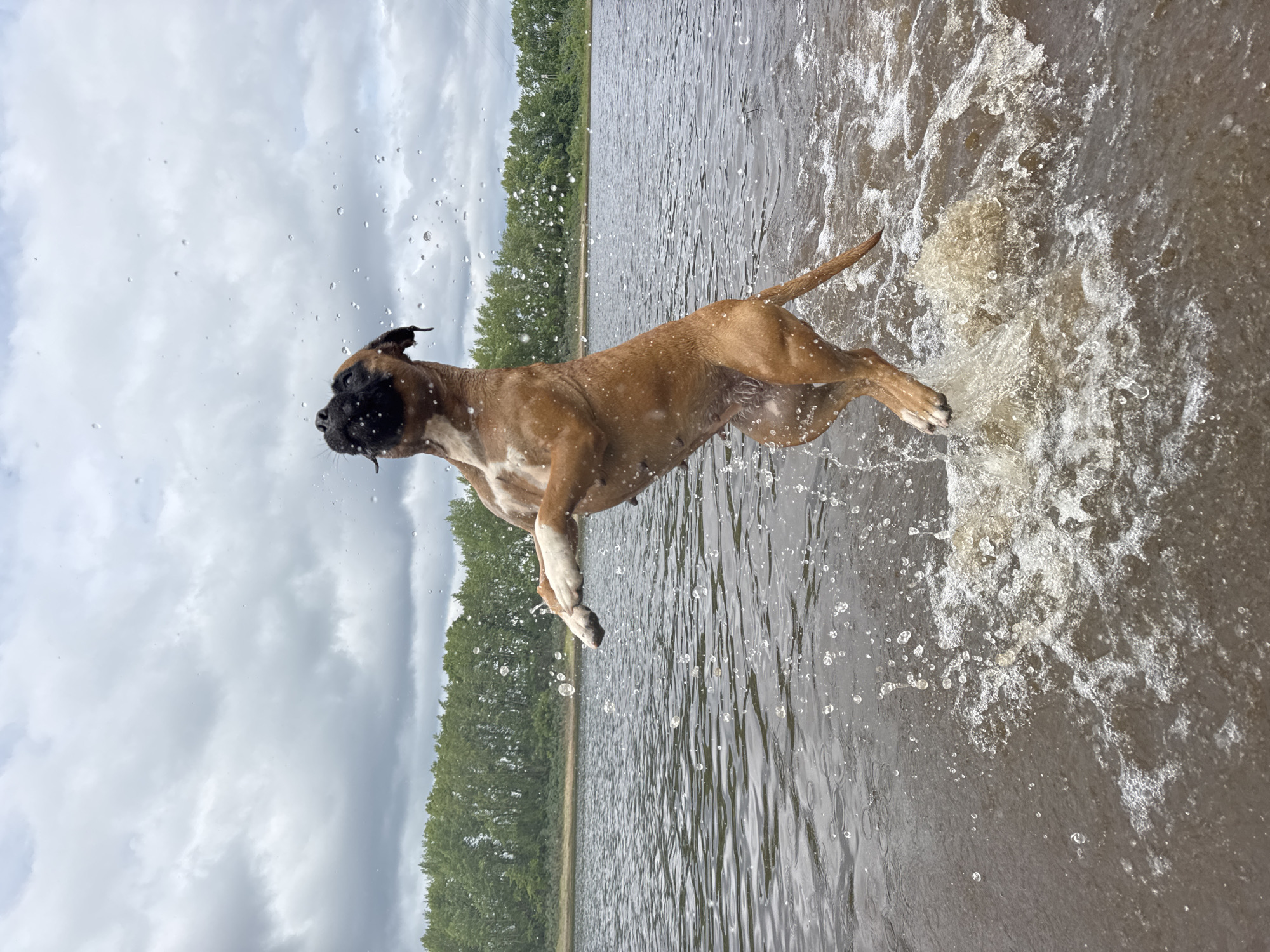 A brown boxer dog is captured mid-air, jumping out of the water. The dog is facing upwards with its mouth open and its head tilted back. Water splashes around the dog, with droplets suspended in the air. The dog's front paws are extended forward, and its back legs are bent, indicating a powerful jump. The scene appears to be a body of water, possibly a lake or river, with a treeline in the background. The sky is overcast with clouds. The location is identified as the Kama River embankment in Chaikovsky, Russia.
