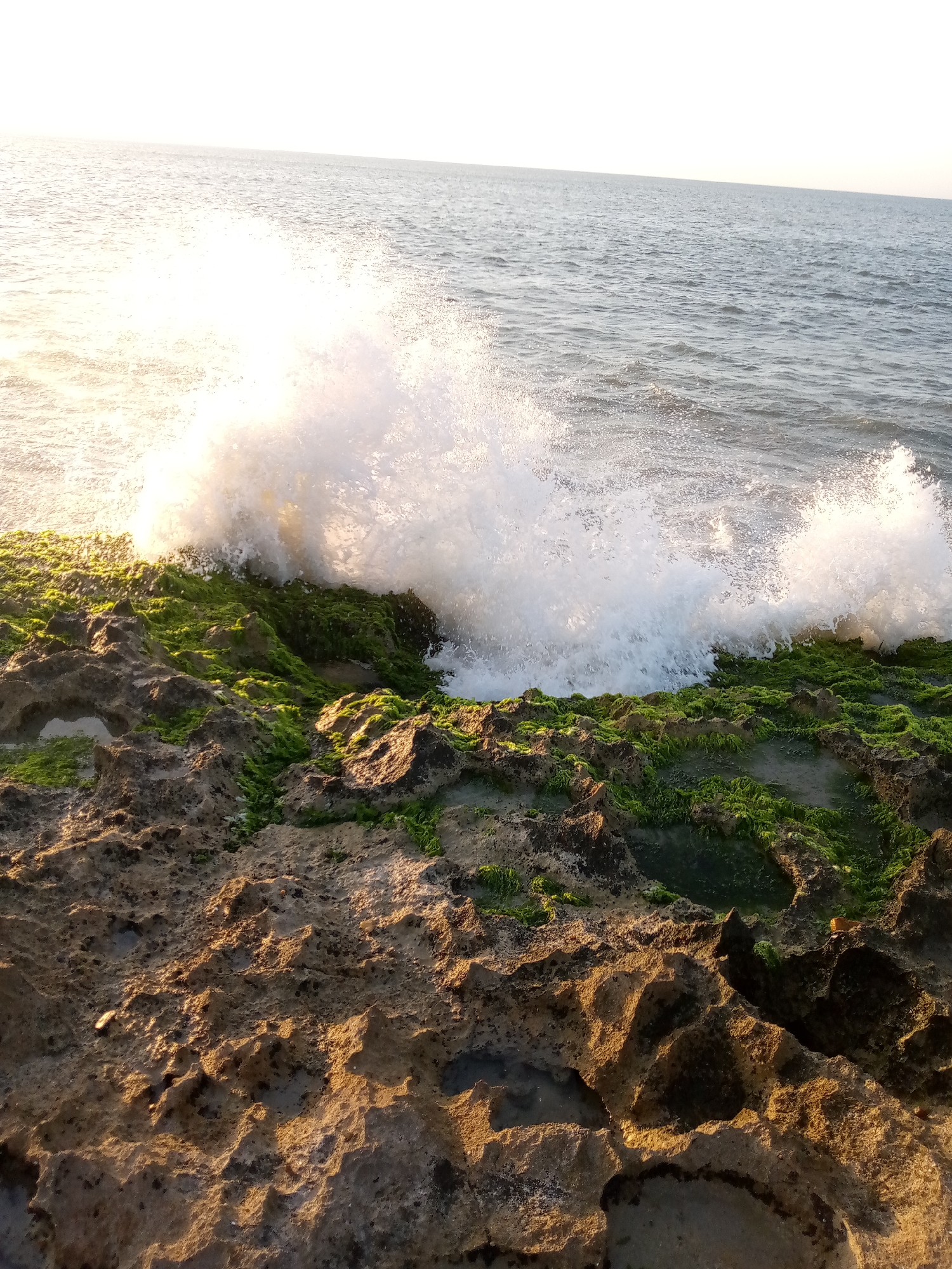 The image shows a rocky shoreline in Juan Griego, Venezuela, with waves crashing against the rocks. The rocks are covered in patches of green algae. The sea stretches to the horizon, with the sky appearing bright. The photograph captures a scene of the ocean's power meeting the land, highlighting the natural environment of the area.