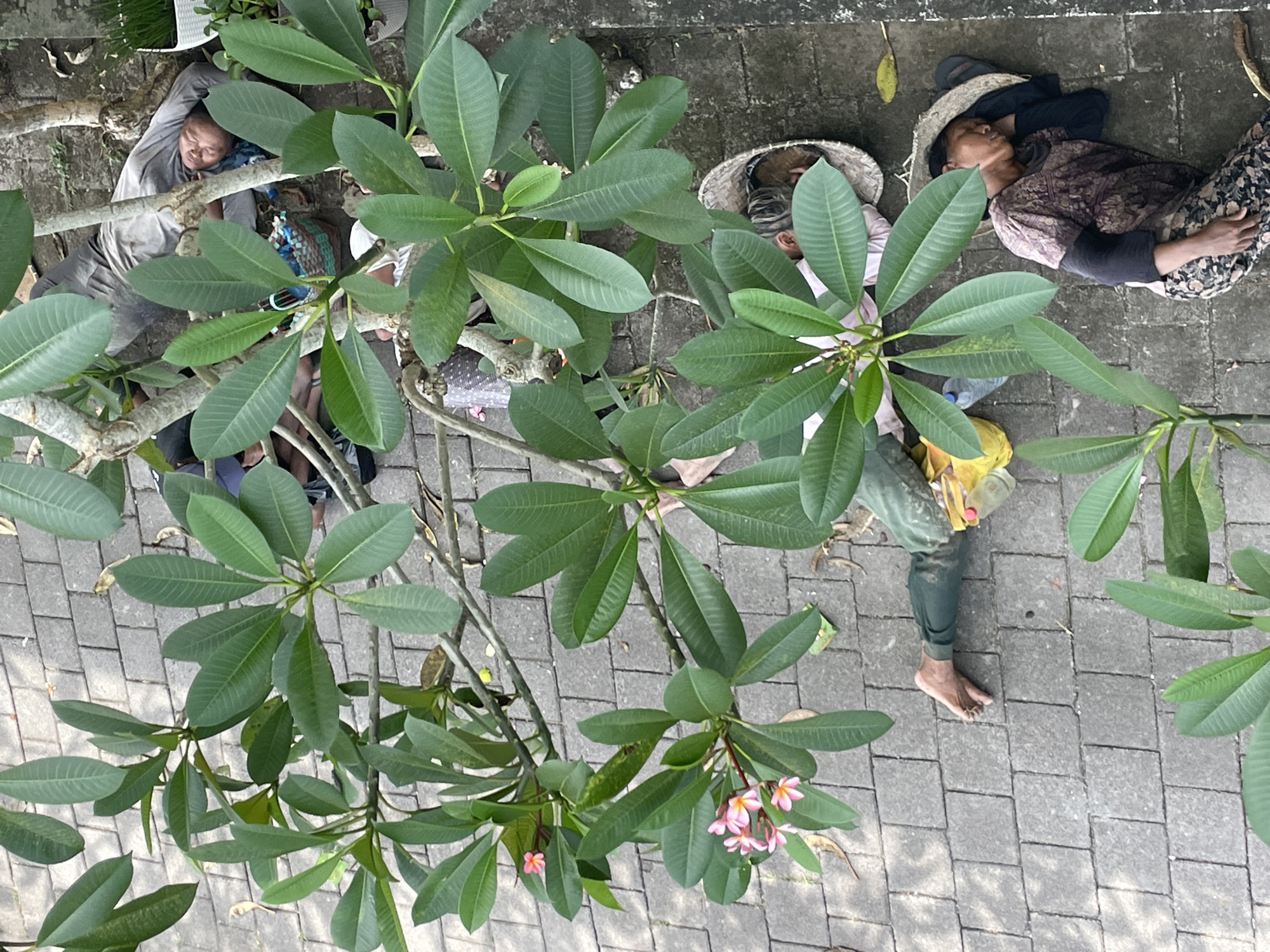 The image, taken from an elevated angle, depicts three individuals resting on a brick-paved ground in an urban setting of Unknown, Unknown. A prominent plumeria tree with green leaves and a few pink flowers dominates the foreground. The first person, wearing gray attire, is lying down with their head resting on a bundle or bag, partially obscured by the tree's foliage. A second individual, also wearing a hat, has their head resting inside a wicker basket. The third person, adorned with a straw hat and a patterned shirt, is also lying down, their hands resting on their lap. Their feet are bare and they have a water bottle next to them. Bags and miscellaneous items are scattered around the people, suggesting they may be taking a break.