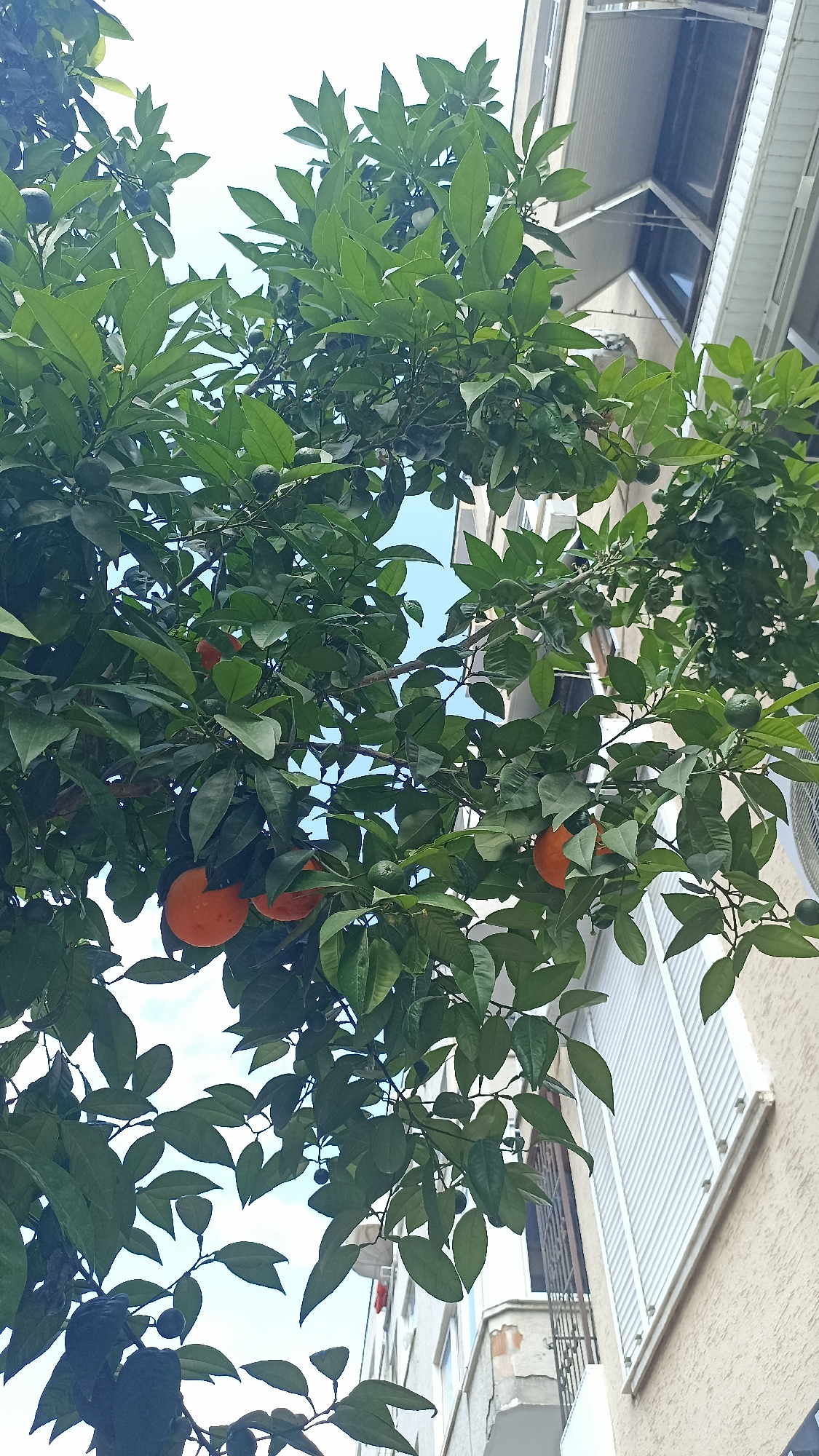 An outdoor, low-angle shot captures an orange tree with several ripe fruits and unripe green ones amidst lush green foliage. The branches of the tree extend upwards, obscuring a portion of the sky and a building. The building, with its beige-colored facade, features white shutters on a window and a ribbed metal awning above. The scene appears to be in a residential area, possibly a balcony or courtyard, given the proximity of the tree to the building.