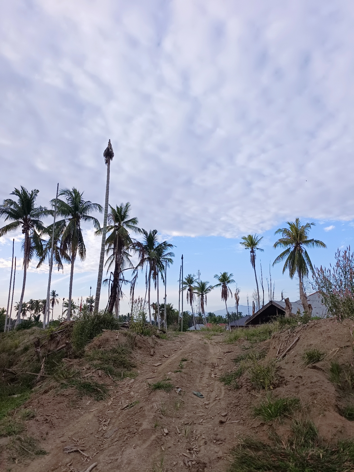 The image depicts a rural landscape with a dirt path leading uphill. Numerous tall palm trees dominate the scene, with some appearing barren and others lush with foliage. A small, dark-roofed structure is visible in the mid-ground, partially obscured by vegetation and debris. The sky is partly cloudy, with a mix of white and light blue. The ground is uneven, composed of soil, grass, and scattered pieces of wood. The overall impression is one of a developing or somewhat neglected rural area. The location is Meunasah Raya, Indonesia.