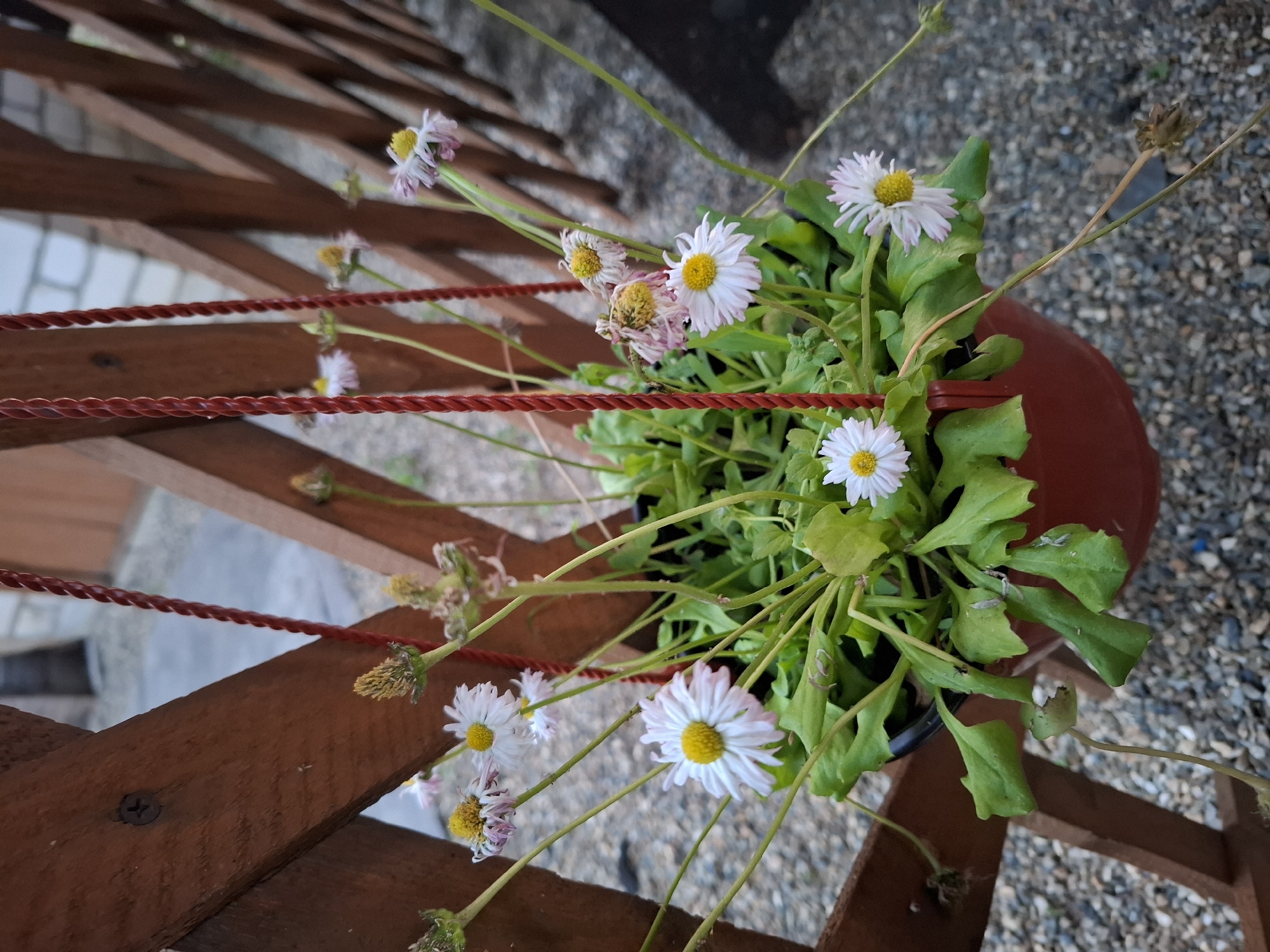 The image shows a potted plant with daisies hanging from a wooden fence. The fence is made of dark brown wooden slats arranged in a diamond pattern. Red rope is used to hang the pot. The pot itself is a reddish-brown color and contains green foliage and several white and pink daisies, some of which are wilted. The ground beneath the fence is covered with small, light-colored pebbles. In the background, a portion of a building constructed from light-colored brick is visible. The scene appears to be outdoors, likely in a yard or garden.
