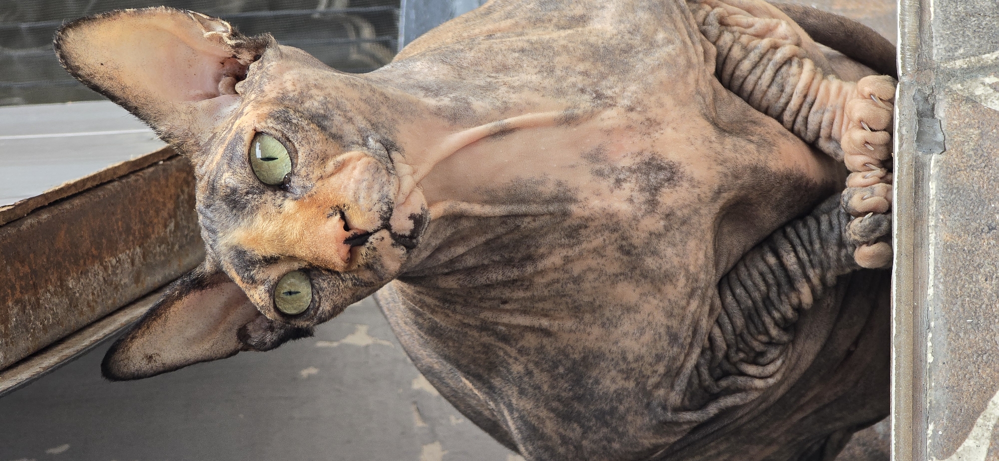 A Sphynx cat with striking green eyes is shown from a close-up, rotated perspective. The cat's skin has a mottled pattern of light tan and dark grey, with wrinkles evident on its body and limbs. Its large ears are prominent, and its face is tilted, with its nose and mouth clearly visible. The cat's paws, with visible claws, are resting on a textured surface that appears to be concrete or stone, bordering a rusty metal object. The background is blurred, suggesting an outdoor setting with diffused light, possibly indicating daytime. The overall impression is one of a unique and expressive animal captured in a candid moment. No text is visible in the image.