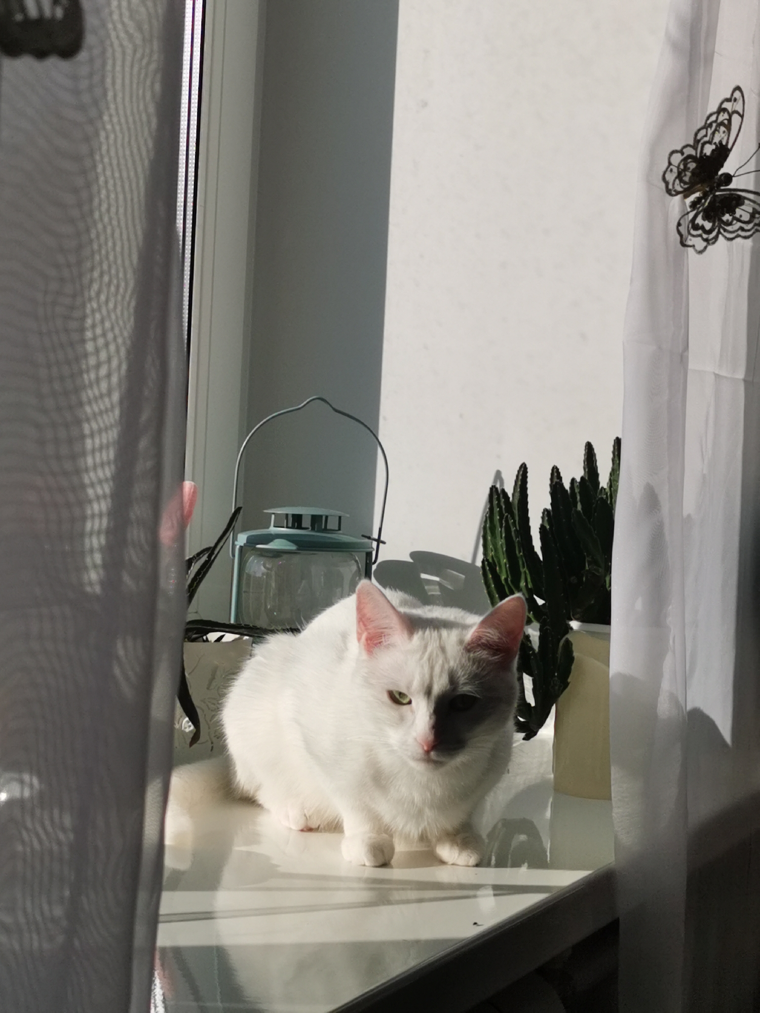 A white cat sits on a white surface next to a cactus in a pot, a blue lantern, and white curtains with a butterfly pattern. The location appears to be indoors, possibly a windowsill. The light is bright, creating strong shadows.