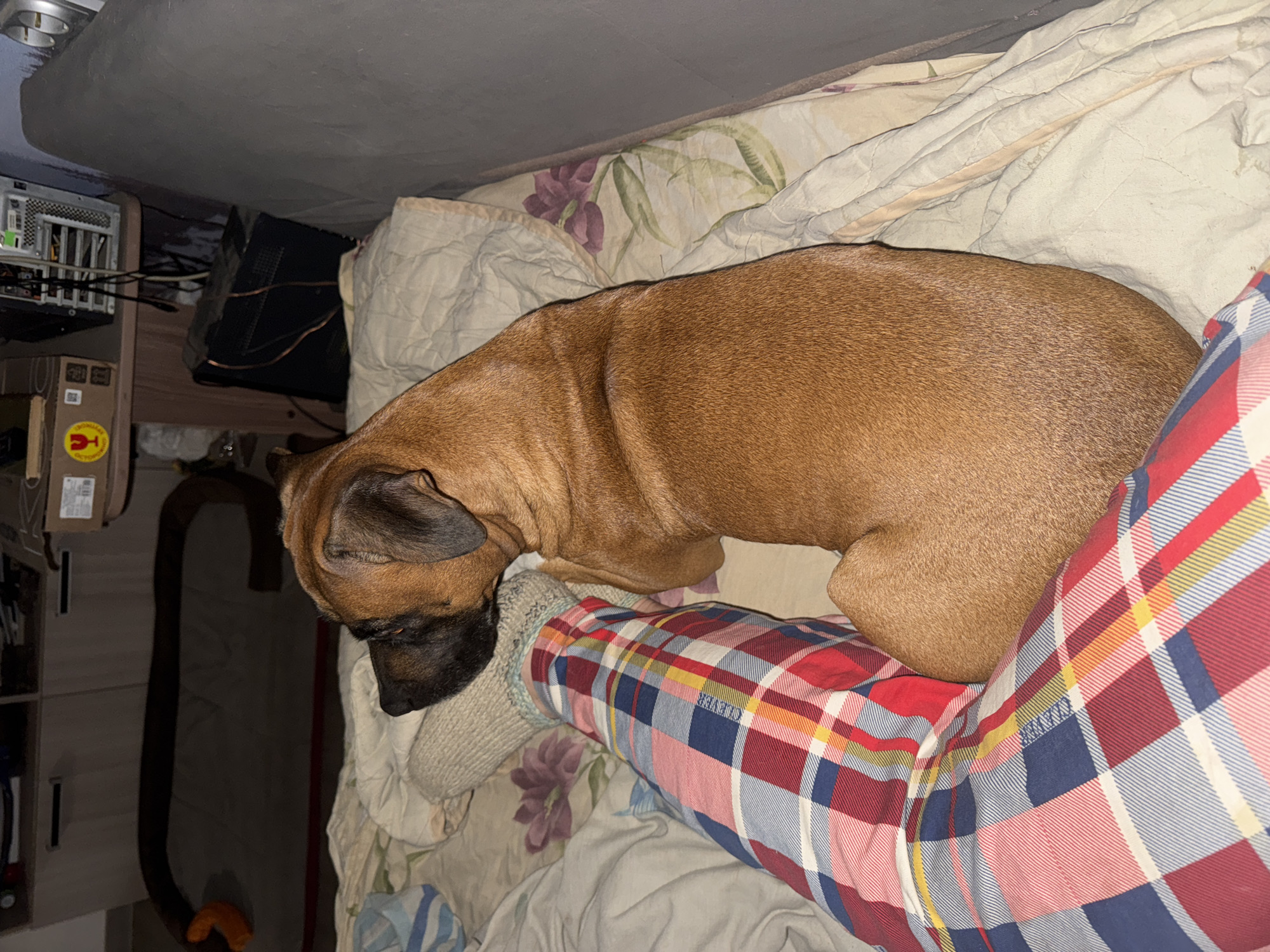 A brown dog is resting on a person's leg. The person is wearing plaid pajamas and a gray sock. They are lying on a bed with floral print sheets and a quilt. A desk, computer tower and cords are visible to the left of the bed. The location in the city of Chaikovsky, Russia is not known.