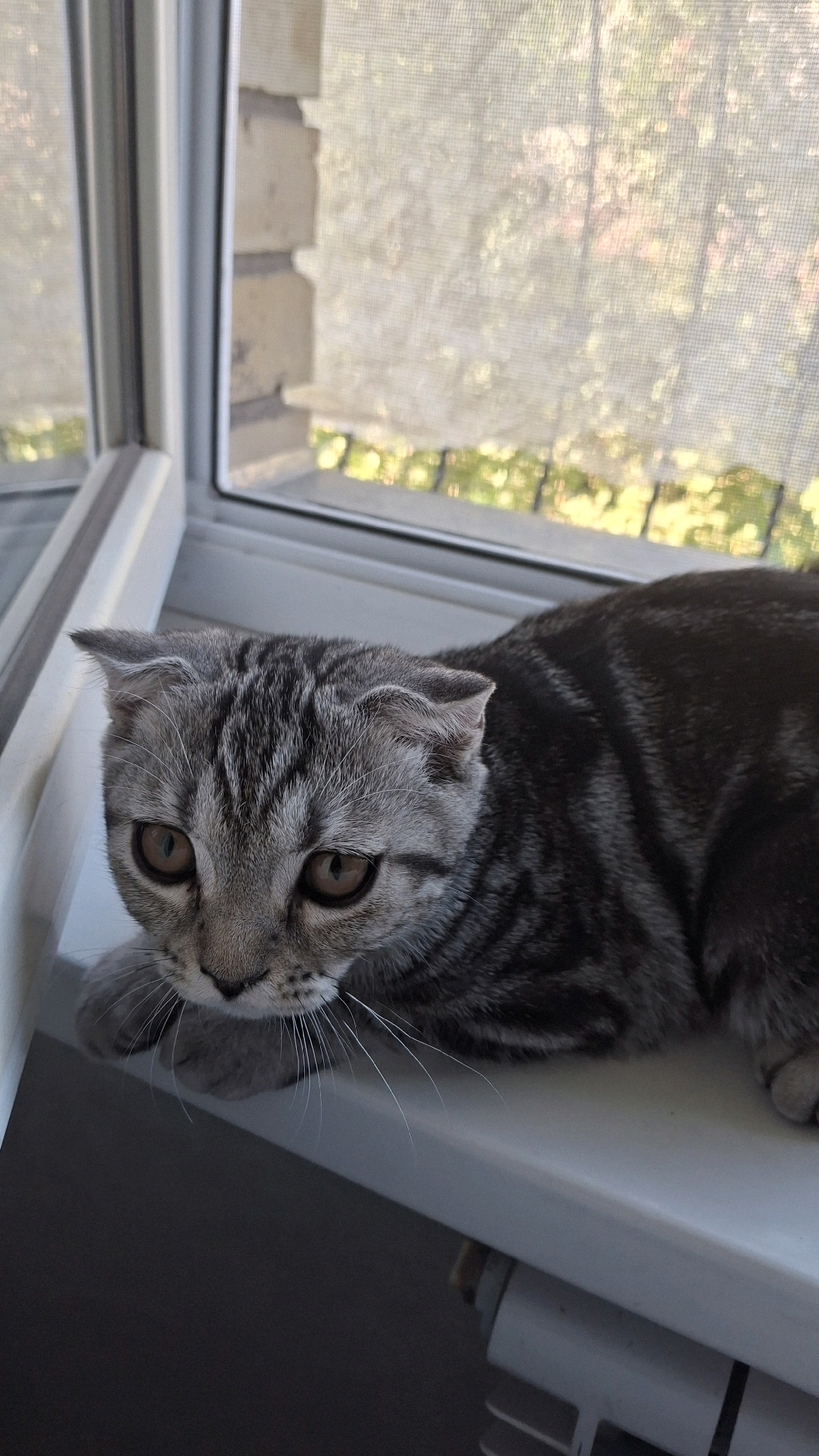 A Scottish Fold cat with gray and black tabby markings lies on a white windowsill. The cat's ears are folded downwards, and its amber eyes are open and looking forward. The window behind the cat has a screen and a view of trees and brickwork. The image appears to have been taken indoors, likely in an apartment or house. The lighting suggests daytime. There is a radiator visible beneath the windowsill. The image was tagged with the location of Tashkent, Uzbekistan.
