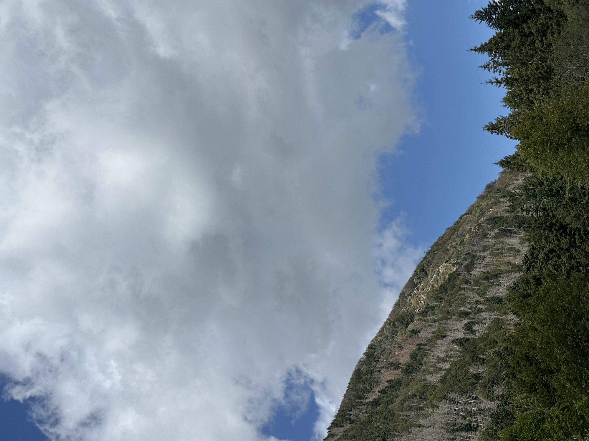 The image depicts a mountain slope covered in dense evergreen trees and interspersed with dead, leafless trees, creating a stark contrast. The mountain extends from the bottom left to the mid-right of the frame, disappearing into the upper part of the image. Above the mountainside, a vast expanse of sky is visible, filled with large, dramatic clouds that dominate the upper portion of the scene. Patches of clear blue sky are visible between the clouds and to the left of the mountain. The lighting suggests an overcast day with diffused sunlight. The environment is natural and mountainous, with no visible signs of human habitation or activity in the immediate vicinity. The specific location within the city of Corniglio, Italy, is not identifiable from the visual information provided in the image.
