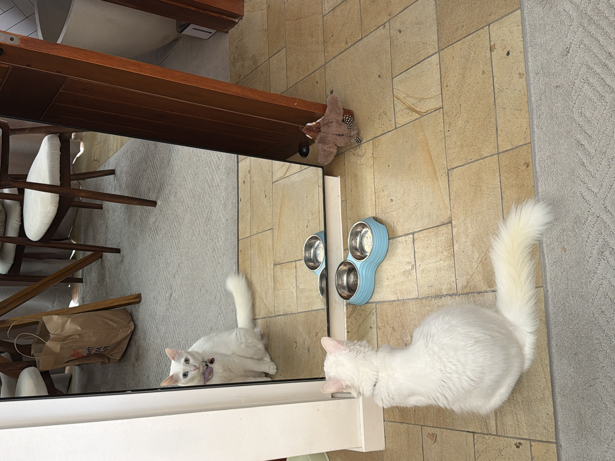 A high-angle indoor shot depicts a white cat standing near a blue three-bowl pet feeder. The cat's reflection is visible in a mirror, positioned adjacent to the feeder. A wooden countertop runs above the mirror, with a stuffed toy perched on it. The flooring consists of tan square tiles, with a section of grey carpet on the right. A wooden table and chair, along with a shopping bag, are reflected in the mirror. The location is potentially Ungasan, Indonesia.
