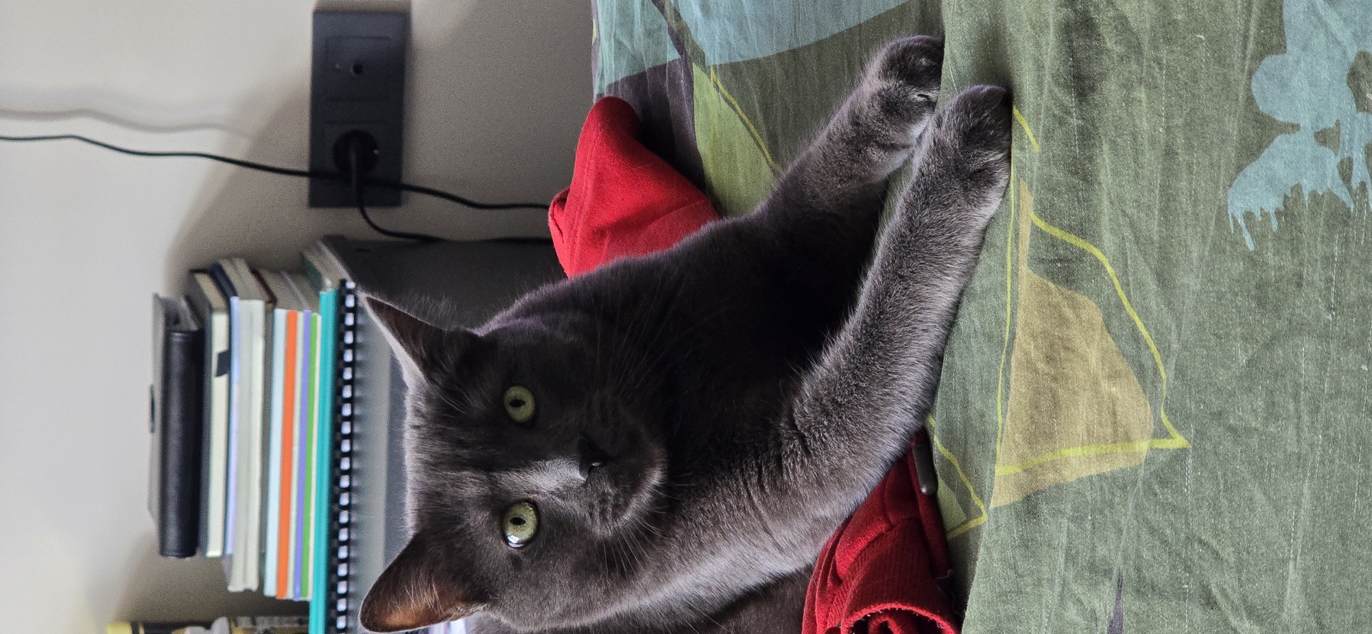 A gray cat with green eyes is lying on a bed with a patterned comforter. The cat is facing the camera with its paws extended forward. There are two red pillows behind the cat. In the background, there is a stack of books and a wall outlet with a black plug. The scene appears to be indoors, likely in a residential setting. There is no information to indicate the location is in Vratsa, Bulgaria.