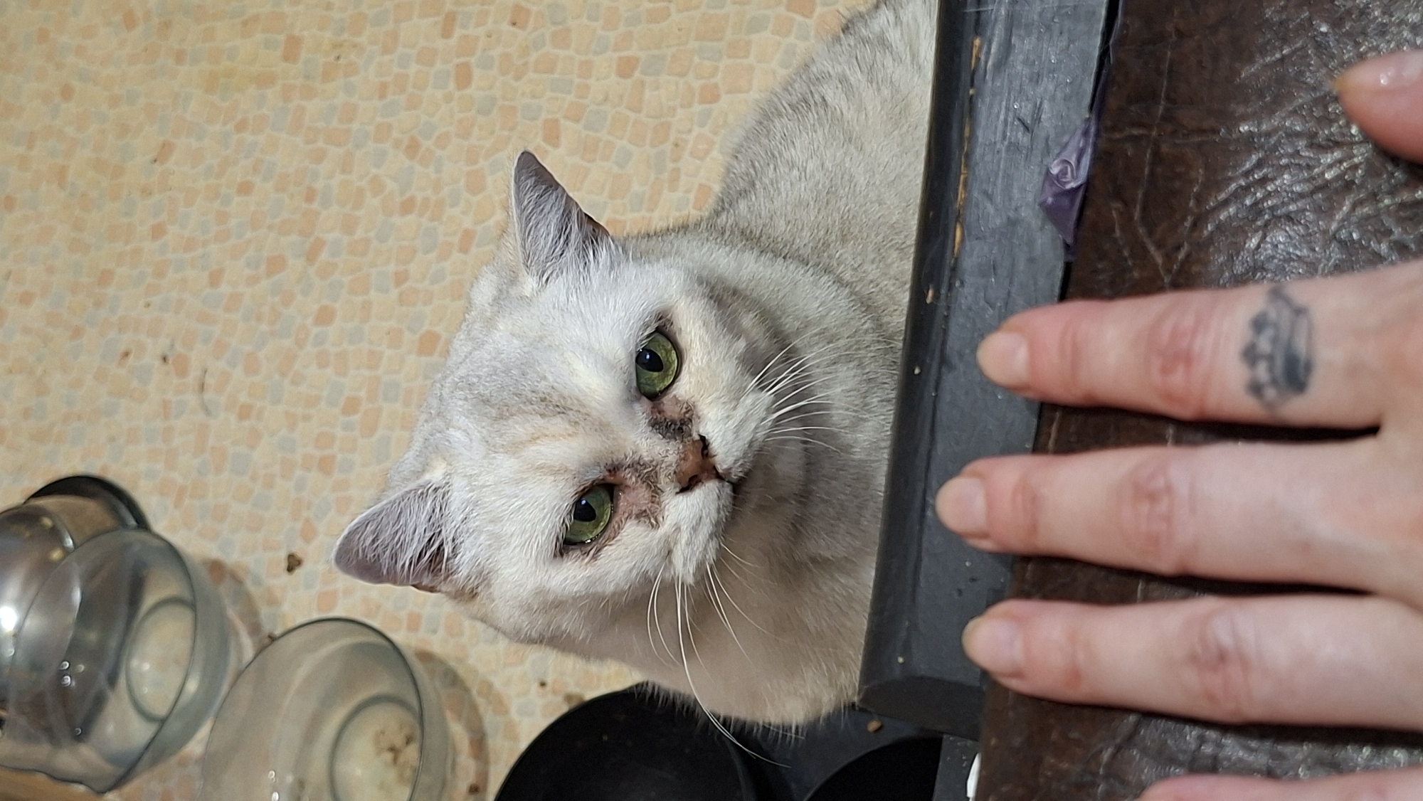A light gray cat with green eyes and a worried expression is looking towards the camera, with a human hand reaching into the frame from the bottom. The cat's fur is light gray with subtle darker stripes, and it appears to have some irritation around its eyes and nose. The cat is positioned behind a dark object, possibly a piece of furniture or a tray. In the background, there are several glass bowls on a tiled surface. The scene is indoors, and the lighting suggests it is daytime. The image does not provide any specific information about the city of Myadzyel, Belarus.