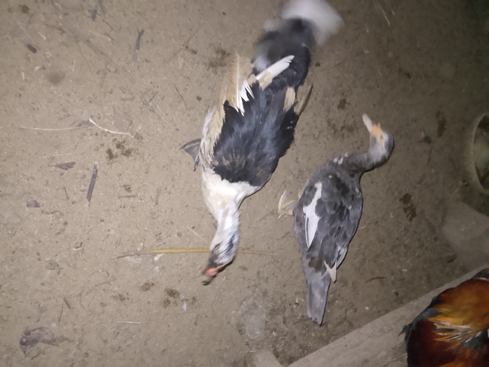 Two ducks are lying on the ground in an outdoor area with dirt and debris. One duck, larger than the other, is lying on its back with its head turned to the left and its beak open, showing a red interior. It has black and white feathers on its back and wings, and some lighter colored feathers on its neck and chest. The second duck is smaller and is lying on its side, facing away from the camera. It has grey and white feathers on its back and wings. A portion of a rooster with brown and orange feathers is visible in the lower right corner of the image. The ground is a mix of dirt, straw, and small branches. The lighting is dim, suggesting it may be nighttime or a poorly lit area. The location is identified as Betonan, Indonesia.