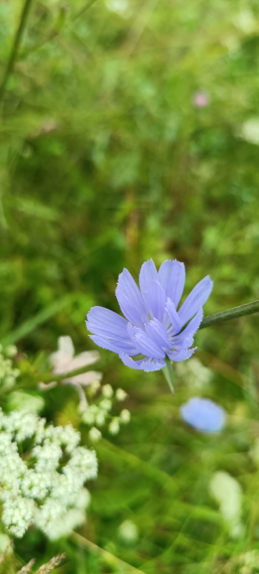 This is a vertical, close-up, outdoor photograph of a single, pale blue chicory flower in focus, positioned slightly right of center. The flower has delicate, fringed petals and is partially open, revealing its inner structure. A thin green stem supports the bloom. The background is a soft-focus blur of various shades of green foliage, suggesting a natural, grassy environment. To the left of the chicory flower, a cluster of small, white flowers with a lacy appearance is visible, also out of focus. In the lower right quadrant, a single, out-of-focus blue petal lies on the ground. The lighting appears diffused, possibly indicating an overcast day or shade. There is no indication of the city of Karsha, Russia, or any human presence.