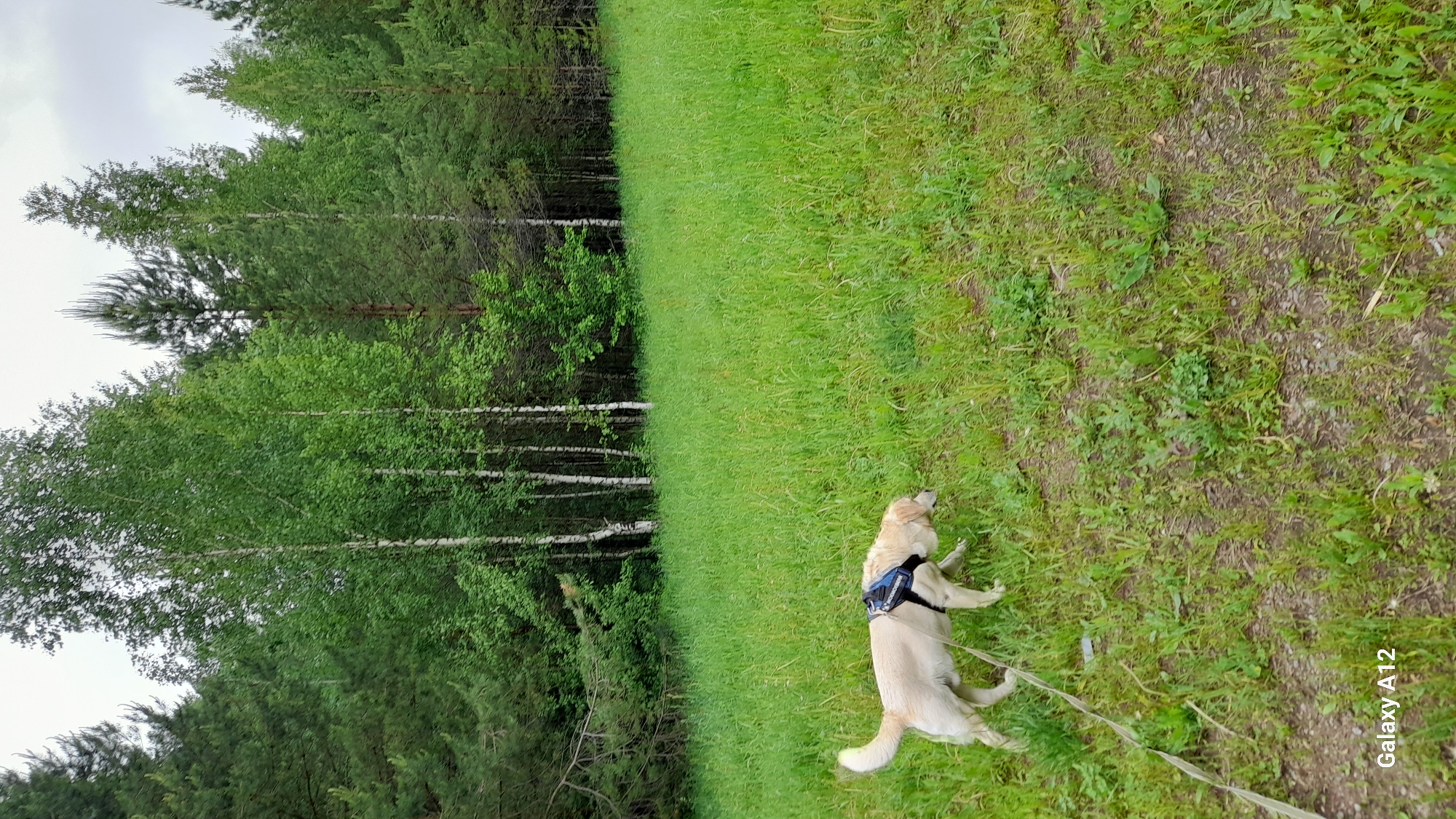 A medium shot shows a Golden Retriever wearing a blue harness and attached to a leash walking across a grassy field in Марковский, Russia. To the left of the field is a forest of mixed trees, including birch. The sky is overcast. A "Galaxy A12" watermark is present in the lower right corner.