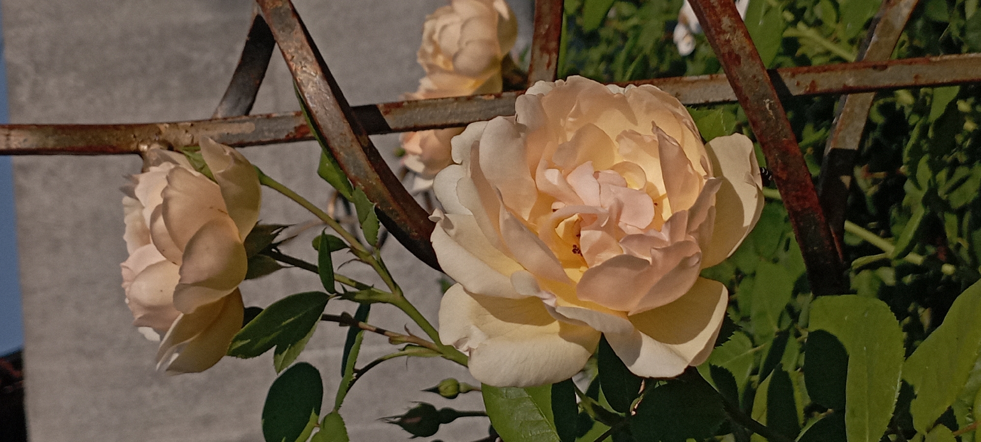 The image shows a close-up of a pale yellow rose with multiple layers of petals. The rose is in bloom and is partially obscured by a rusty metal trellis. There are other roses and rosebuds in the background, as well as green leaves and stems. The background consists of a light-colored wall and a blue sky. The scene appears to be outdoors, possibly in a garden. There are no people visible in the image. The location is identified as Radisne, Ukraine.