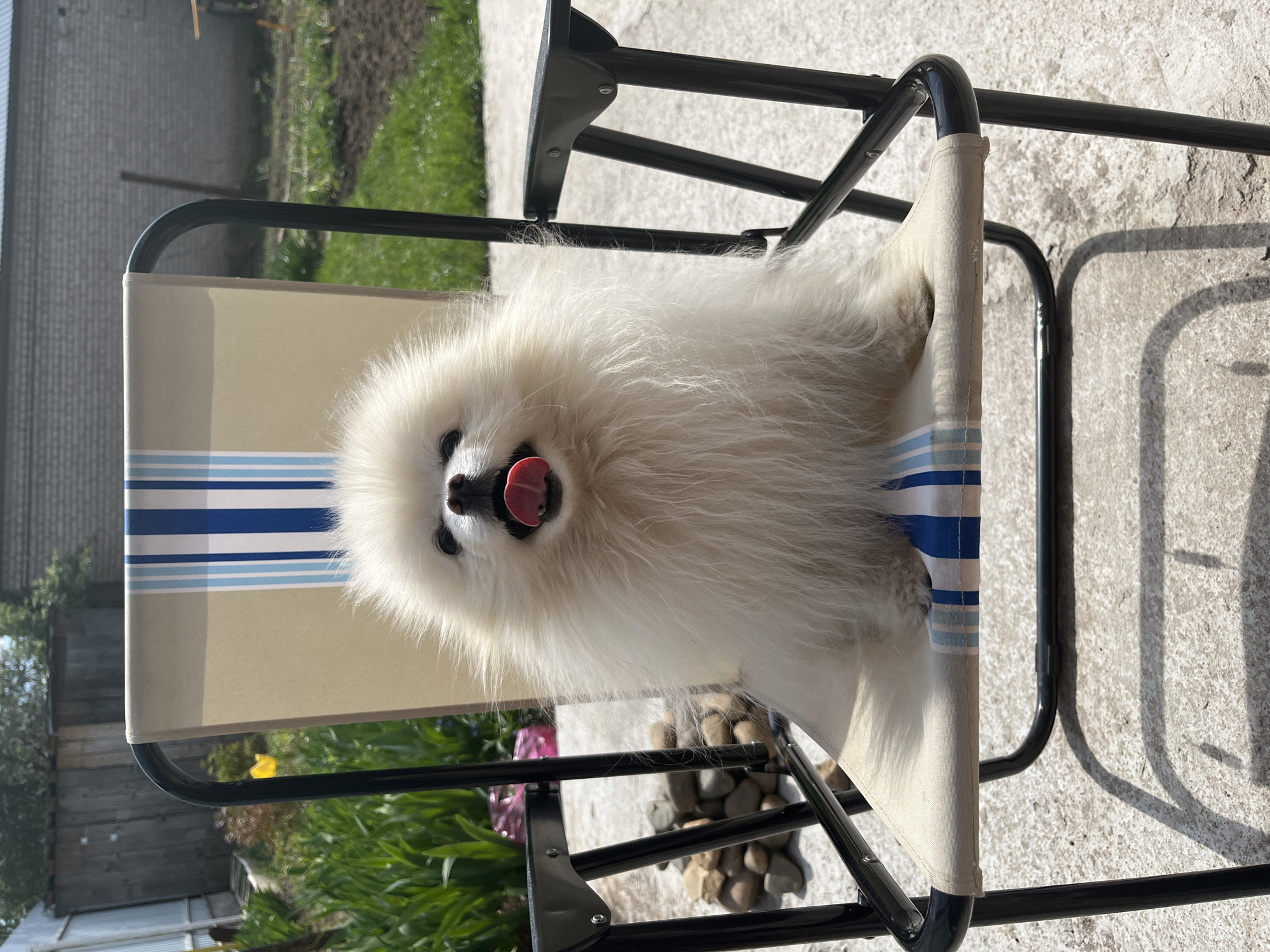 A fluffy white dog, likely a Pomeranian or Spitz breed, sits in a striped beach chair outdoors. The chair has a black metal frame and alternating beige and blue stripes on the fabric. The dog faces the camera with its mouth open and tongue extended. The setting appears to be a backyard or garden with greenery and a partially visible brick building in the background. Some rocks and plants are at the base of the chair. The location in Izhevsk, Russia, is not explicitly evident from the visual information but can be inferred based on geographical or cultural cues not present in the image.