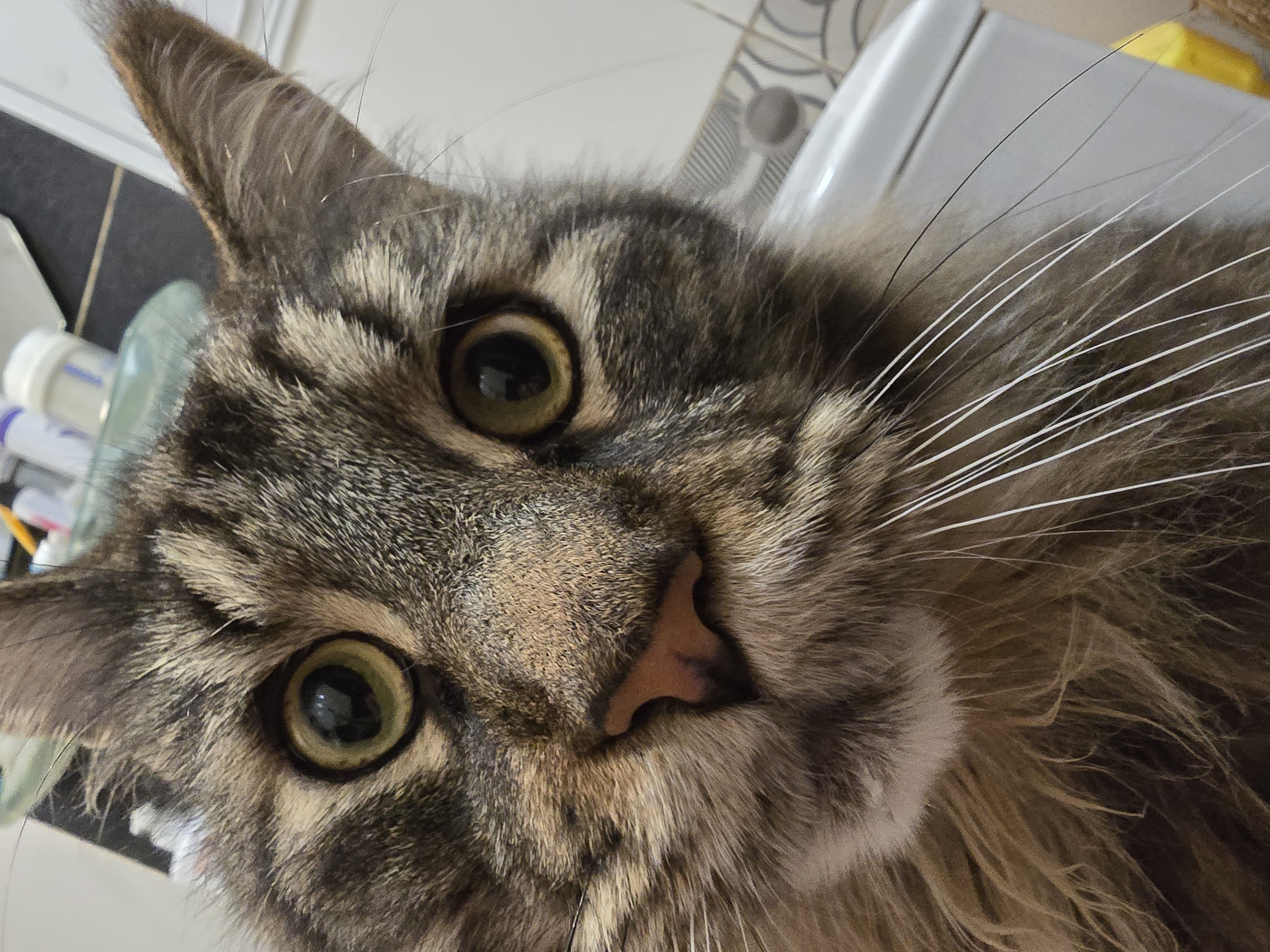 A close-up, head-on shot captures a domestic cat with tabby markings, its face filling the frame. The cat's large, round green eyes are wide open and focused directly at the camera, reflecting light. Its nose is a prominent feature, with a pinkish hue and dark speckles. Long, white whiskers fan out from either side of its muzzle, some appearing thin and delicate, others thicker and darker. The cat's fur is a mix of brown, grey, and black, with visible stripes and softer, lighter fur around its cheeks and neck. The background is blurred and appears to be an indoor setting, possibly a bathroom, with hints of white fixtures and a patterned wall. The lighting is bright, illuminating the cat's face.