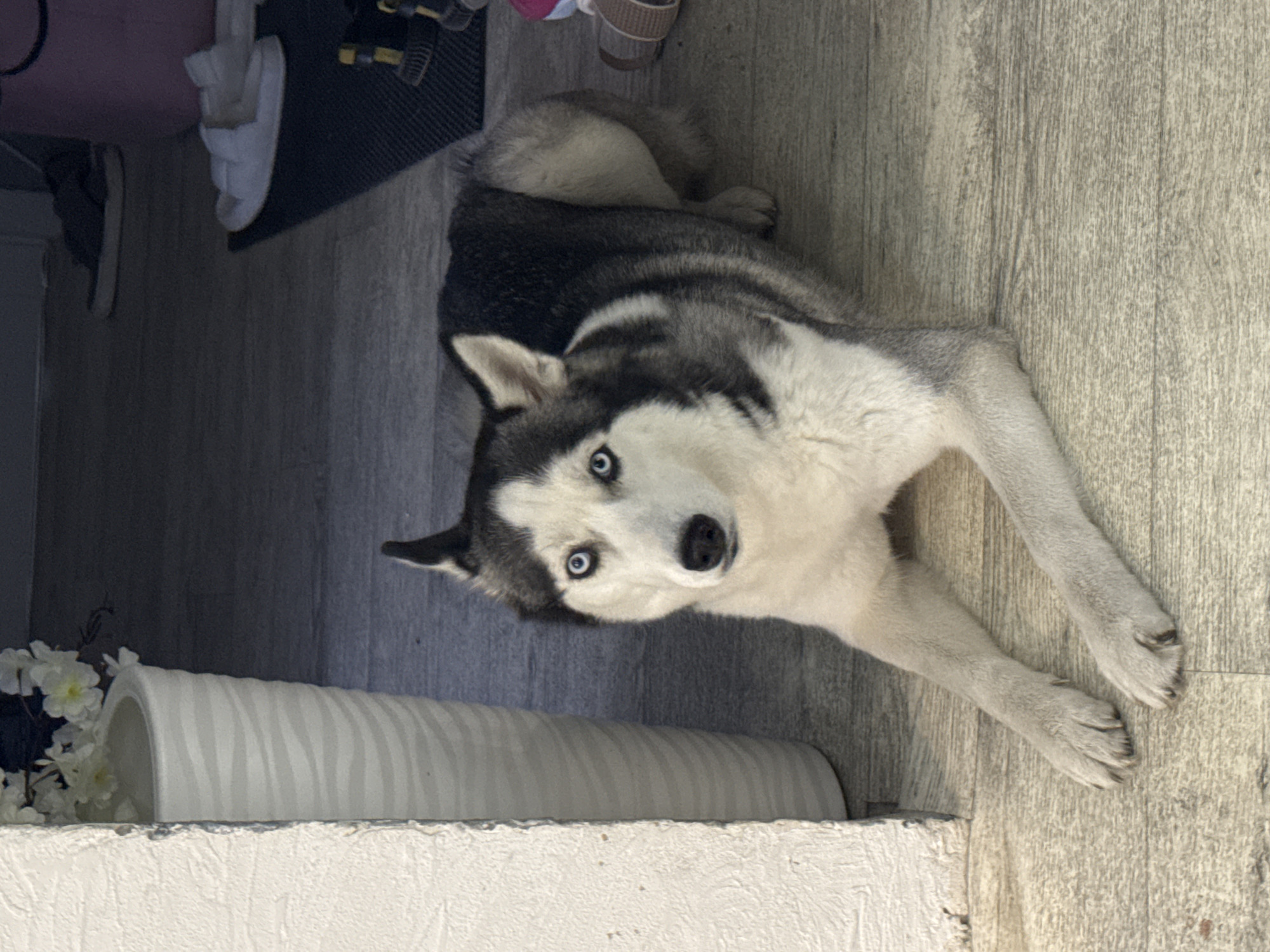 A medium shot depicts a husky with piercing blue eyes, lying on a gray wood-textured floor. The dog has white and gray fur. Its right foreleg is extended while its body is turned toward the camera. To the left, there is a white, textured, cylindrical object on a white painted surface, adjacent to artificial white flowers. In the upper-left corner, partial views of shoes on a dark mat are visible. The location is unknown.