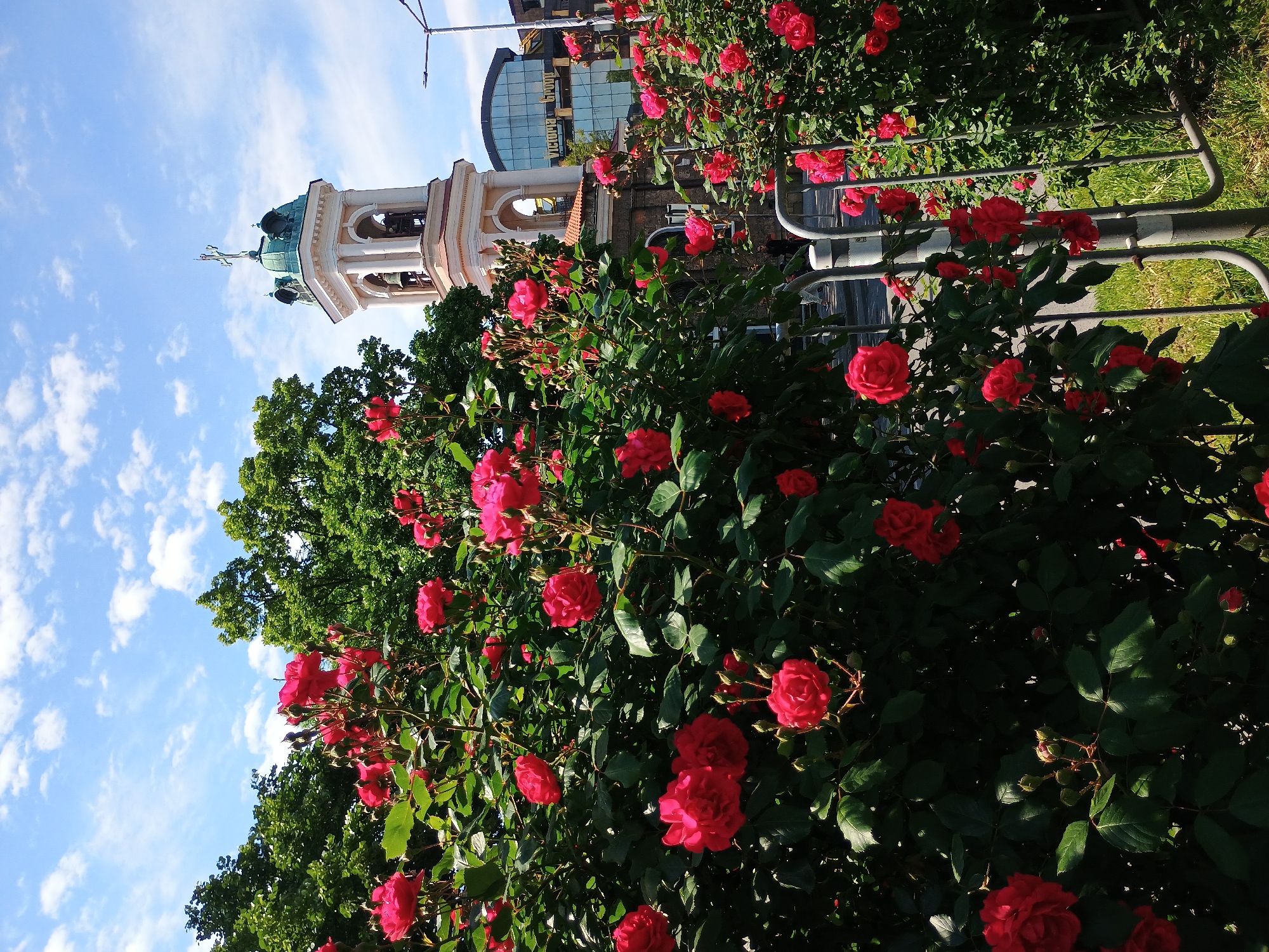 The image captures a view of the Church of St. Nicholas Pyrohoshcha bell tower in Kyiv, Ukraine, framed by vibrant red rose bushes in the foreground. The architectural details of the bell tower are visible, including its color, decorative arches, and the green cupola on top. Behind the tower, a building with a modern glass facade is partially visible. The sky above is blue with scattered white clouds. The rose bushes are full and in bloom, suggesting it is likely the summer. A metal fence is partially visible behind the rose bushes on the right side.