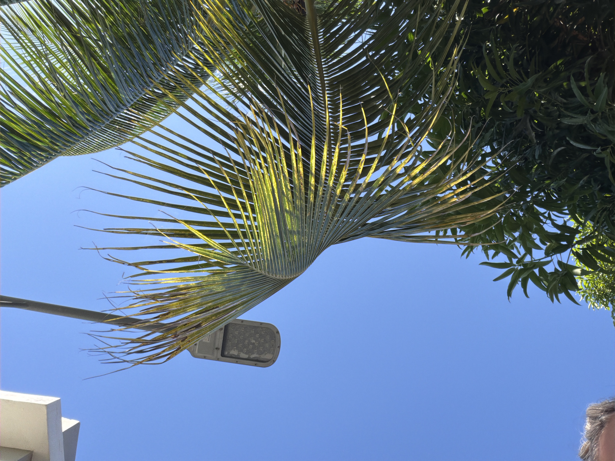 The image, taken from a low angle, captures a scene in the city of Unknown, Unknown. Predominantly visible against a clear blue sky are the leaves of a palm tree, with some showing signs of yellowing. Another tree with broader leaves is also visible in the upper right corner. A gray streetlight extends into the frame from the lower left, positioned below one of the palm fronds. A section of a white building is visible in the bottom left. The bottom right corner shows a small portion of a person's head with gray hair. The image appears to be taken during daylight hours with clear weather.