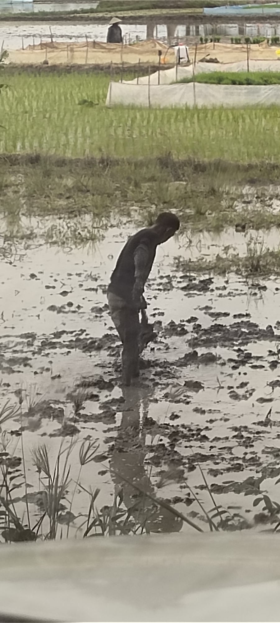 The image depicts a person in a muddy field. The person is bent over, appearing to be working. The environment is wet and appears to be a rice paddy or similar agricultural setting. In the background, there are more fields with some structures covered by netting. The sky is overcast, and the overall lighting is muted. The location is identified as Aluegunto, Indonesia.