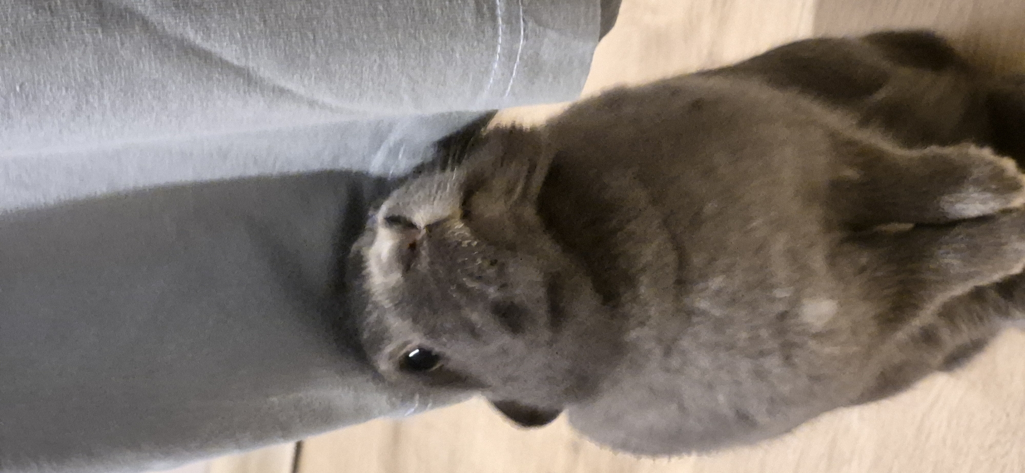 The image shows a close-up of a grey rabbit looking upwards, its head tilted. The rabbit is positioned in the foreground, partially obscured by a light blue fabric item, possibly clothing or a blanket. The background consists of a light-colored wooden surface, likely a floor. There are no discernible elements within the image that would allow for the localization of this scene to the city of Ussurijsk, Russia. The image is a still photograph and does not depict any actions or interactions beyond the rabbit's gaze.