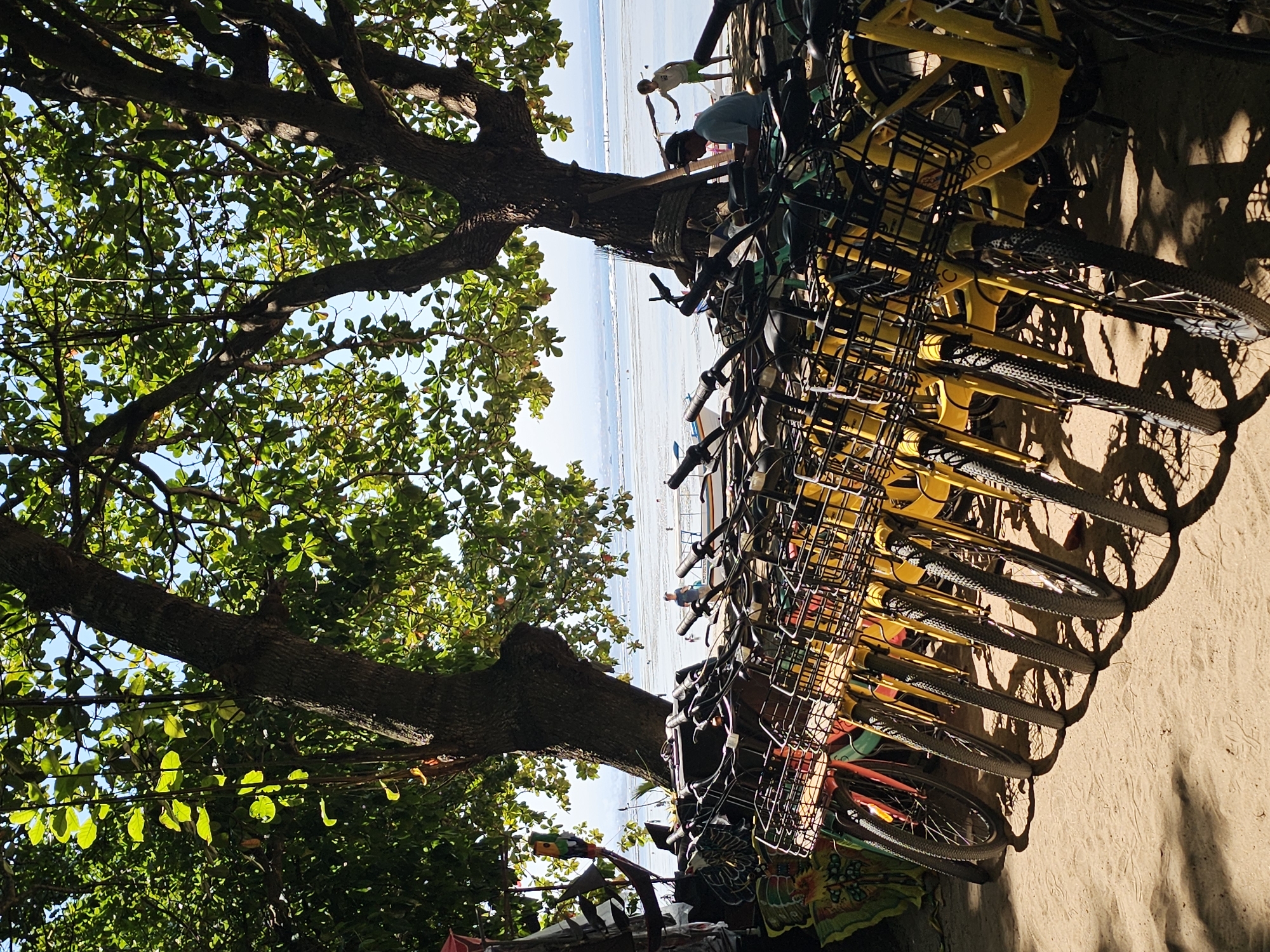 A row of yellow bicycles with black baskets is parked on sandy ground under a large tree with green leaves. In the background, the ocean can be seen with a few people and boats. The scene appears to be a beach or waterfront area. The overall impression is a bright, sunny day, likely in a tropical location.
